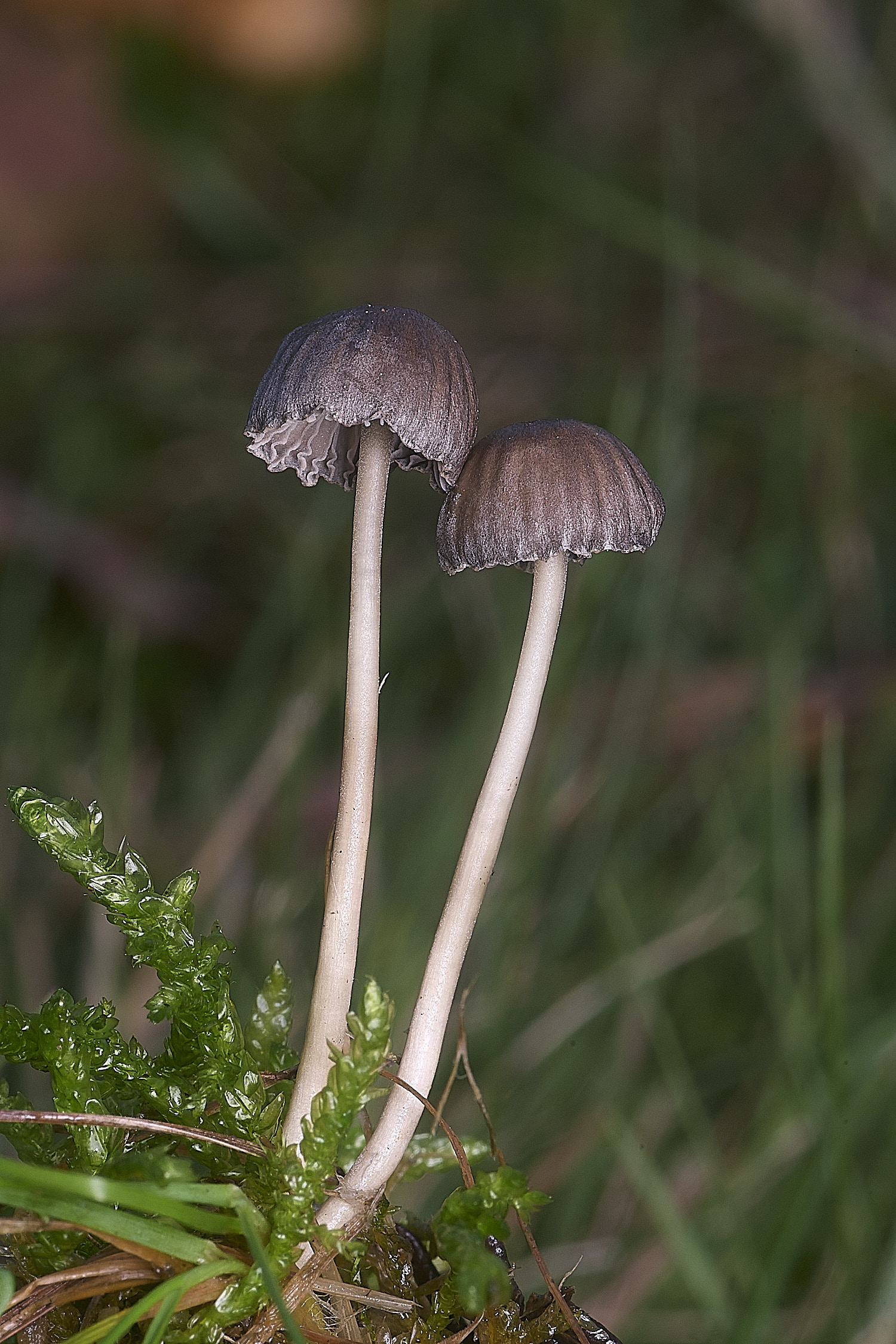 AbelHeathFungus2121125-3