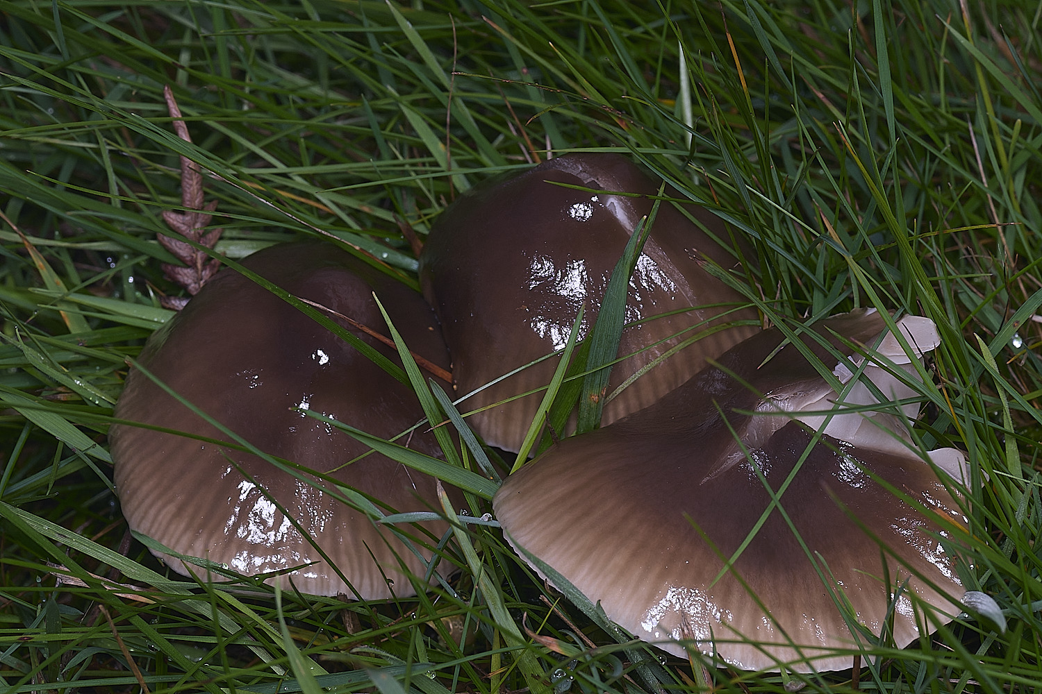AbelHeathMycena121125-3