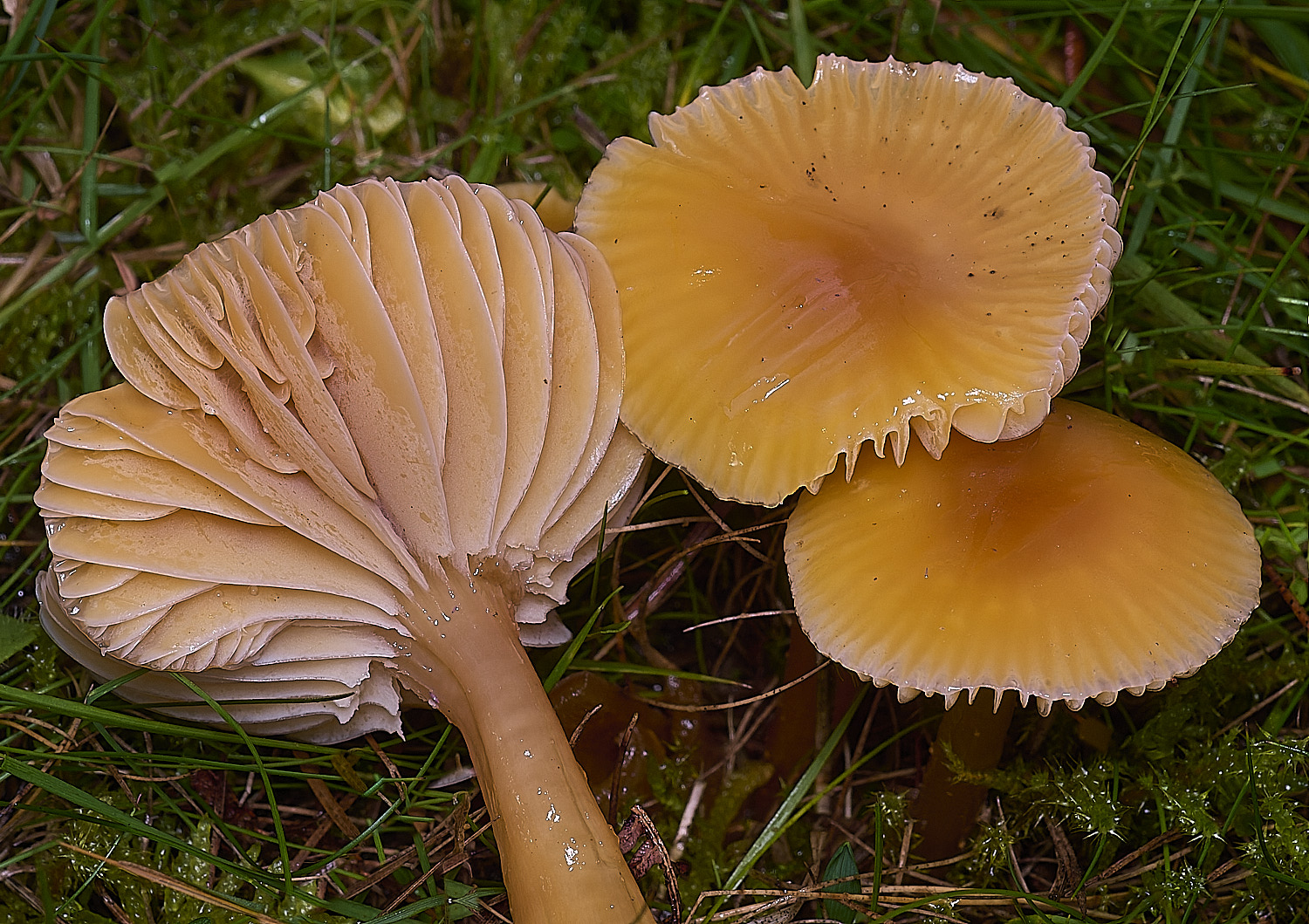 AbelHeathOrange121125-0