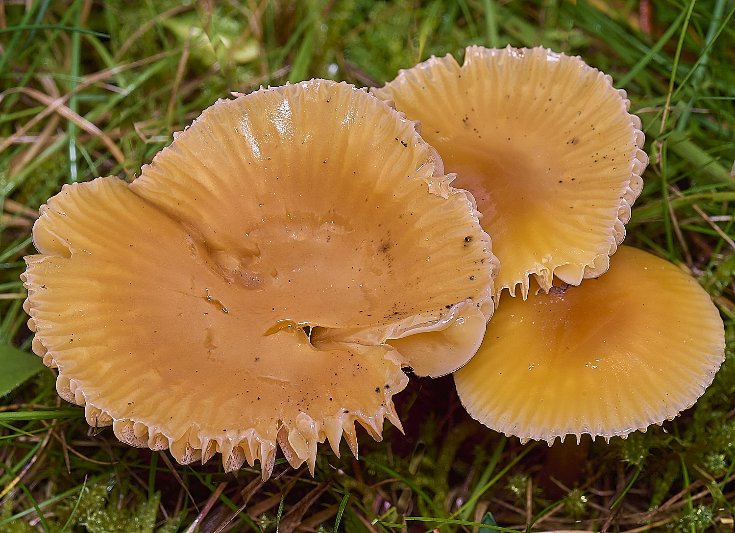 AbelHeathOrange121125-1