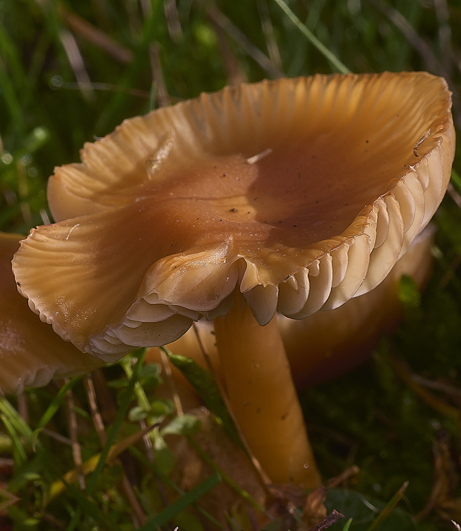 AbelHeathOrange121125-4