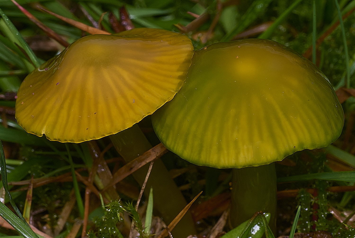 AbelHeathParrotWaxcap121125-1