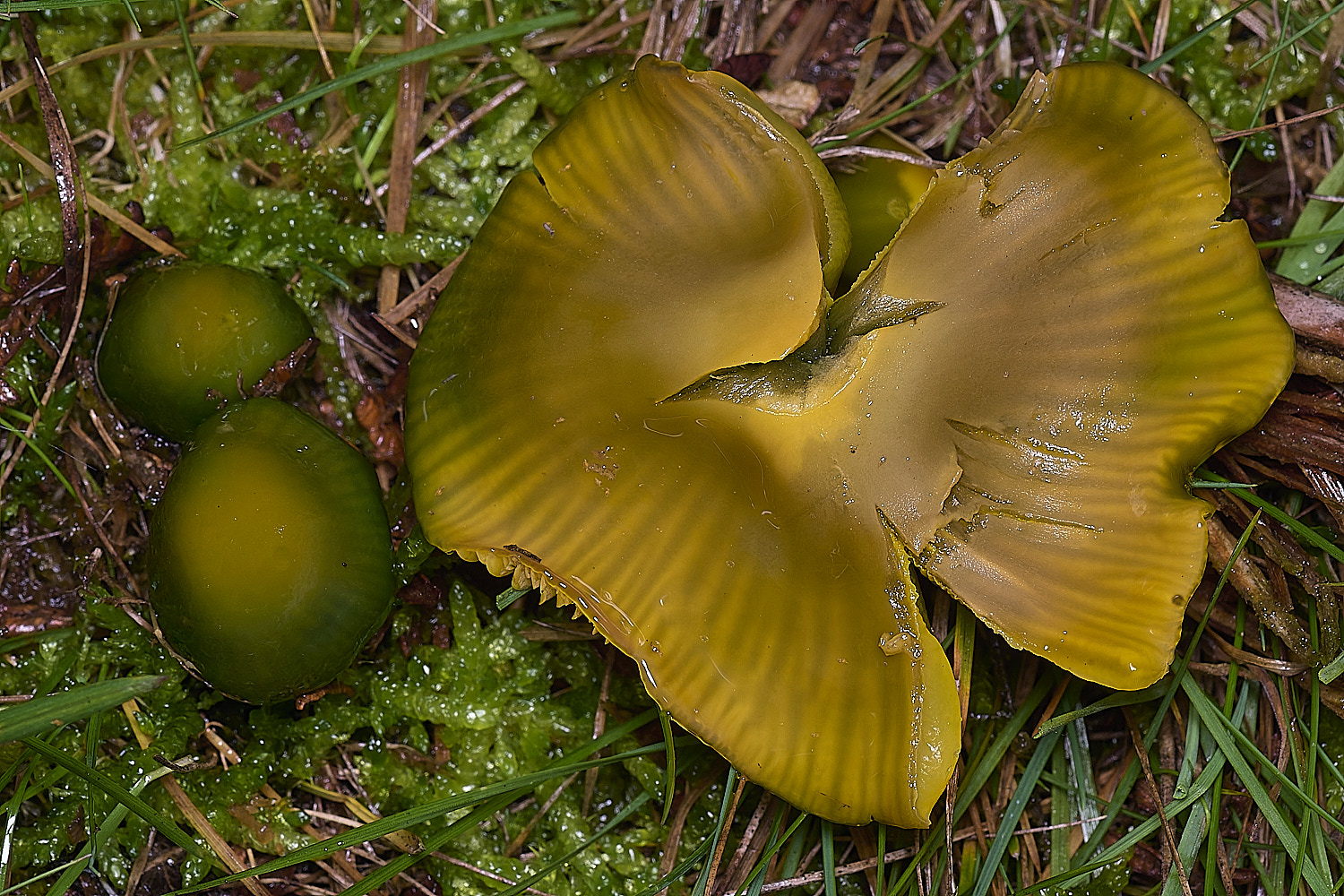 AbelHeathParrotWaxcap121125-2