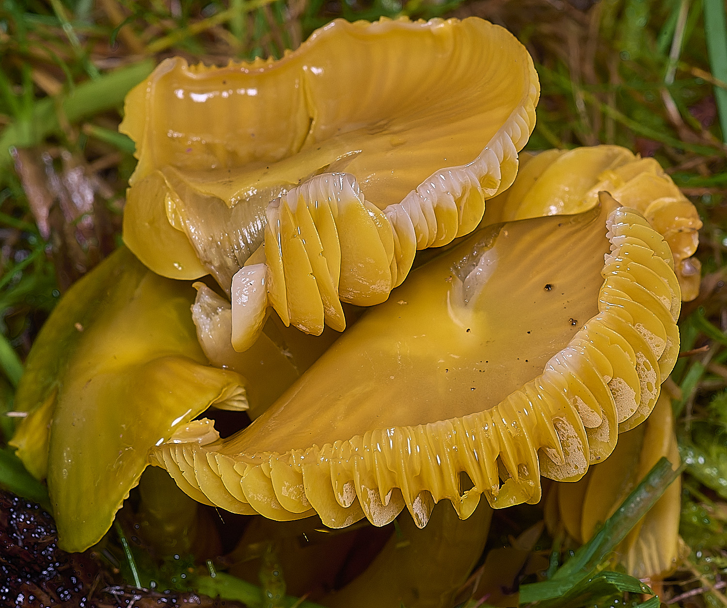 AbelHeathParrotWaxcap121125-3