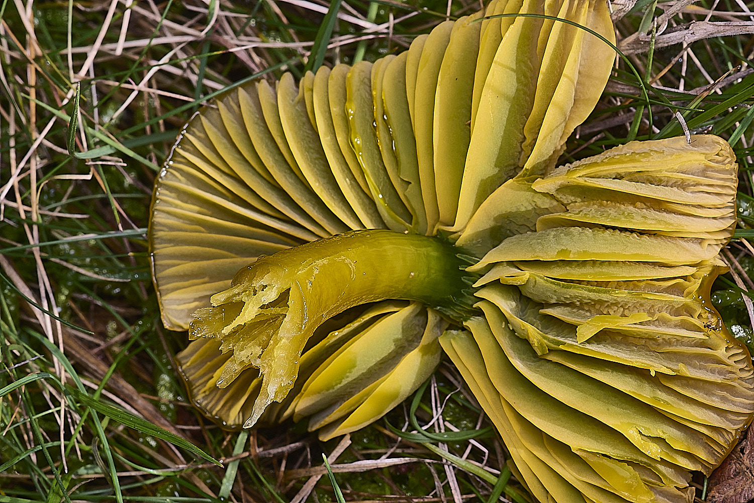 AbelHeathParrotWaxcap121125-4