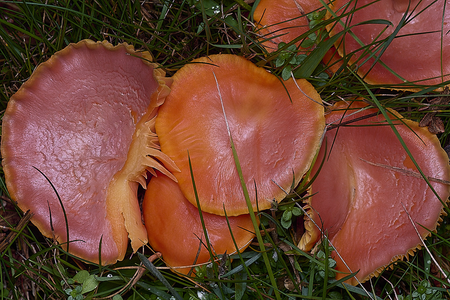 AbelHeathScarletWaxcap121125-1