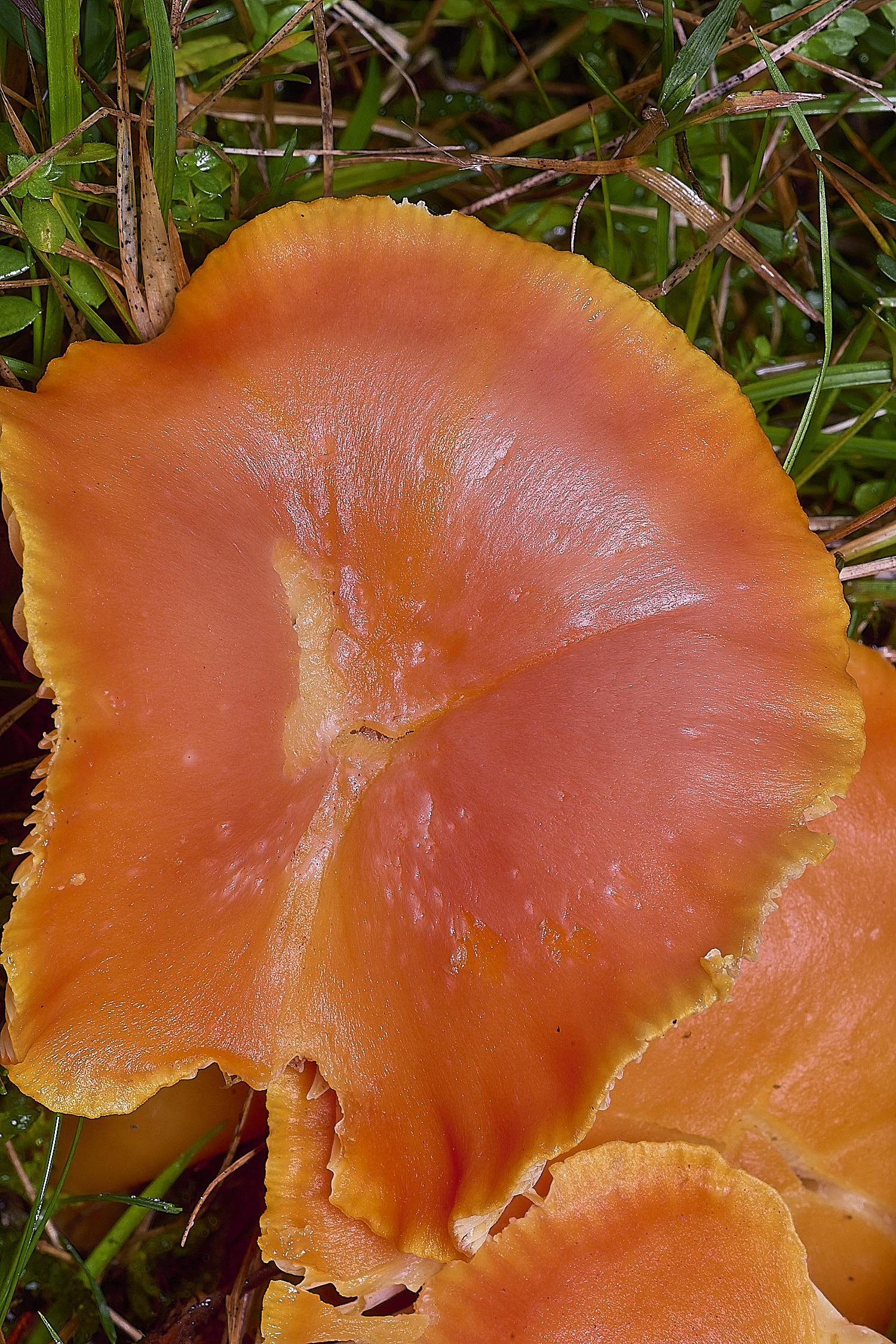 AbelHeathScarletWaxcap121125-2