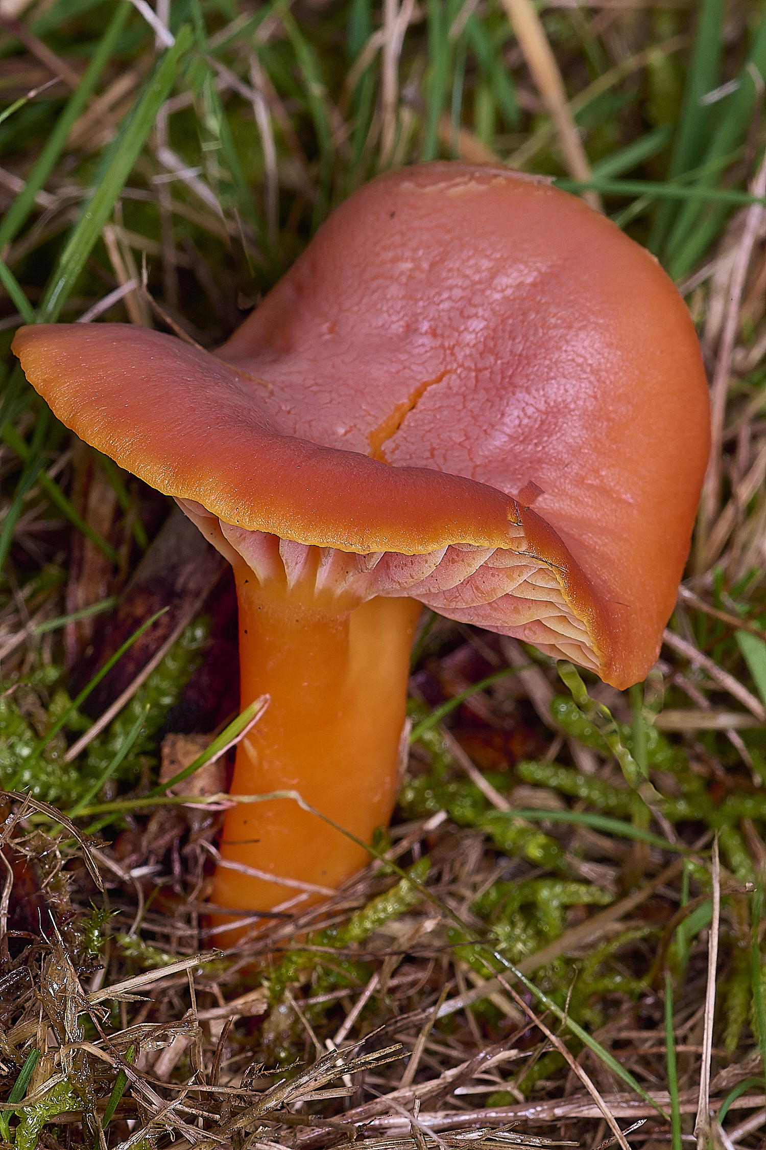 AbelHeathScarletWaxcap121125-3