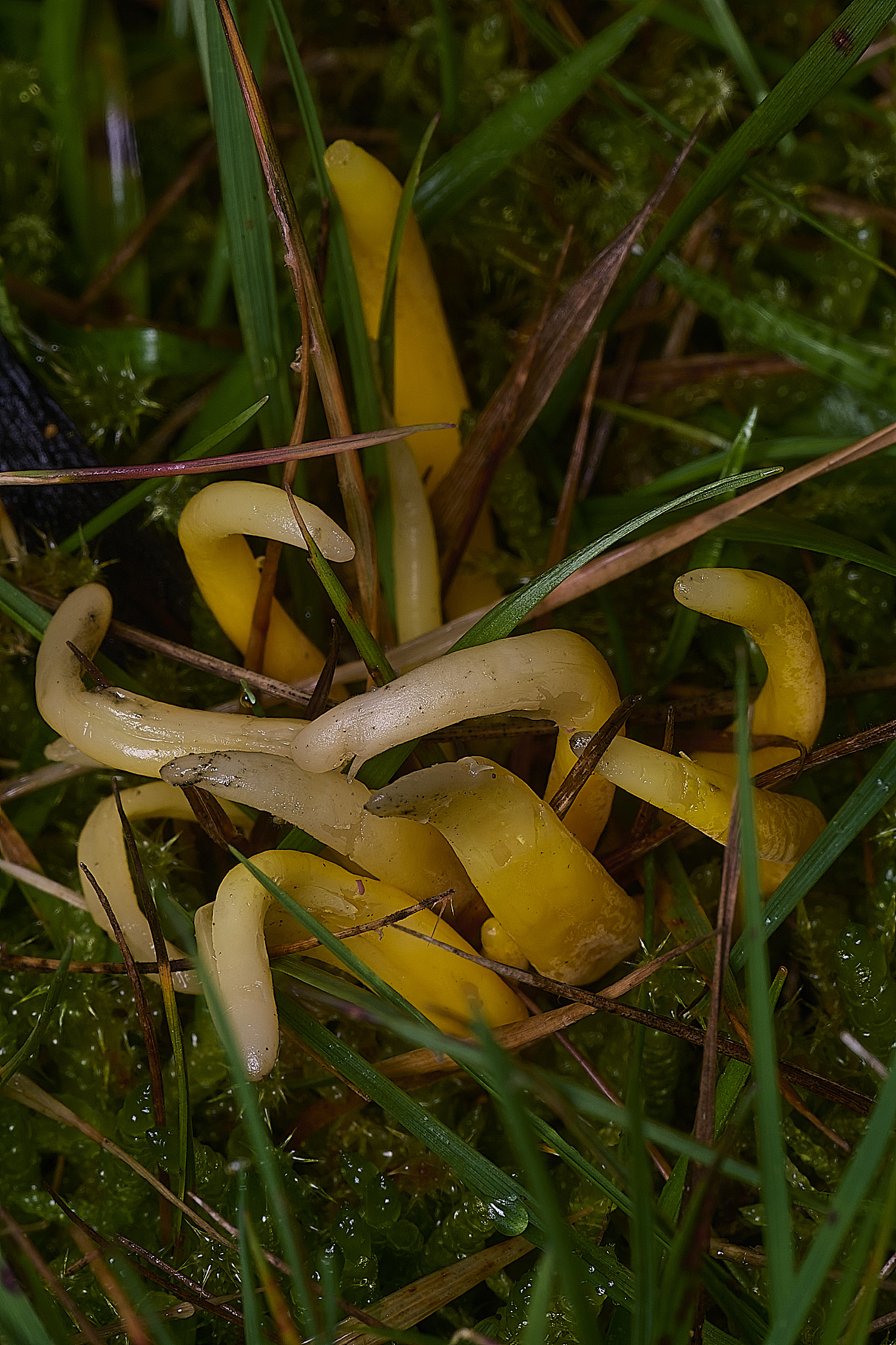 AbelHeathSpindle121125-1