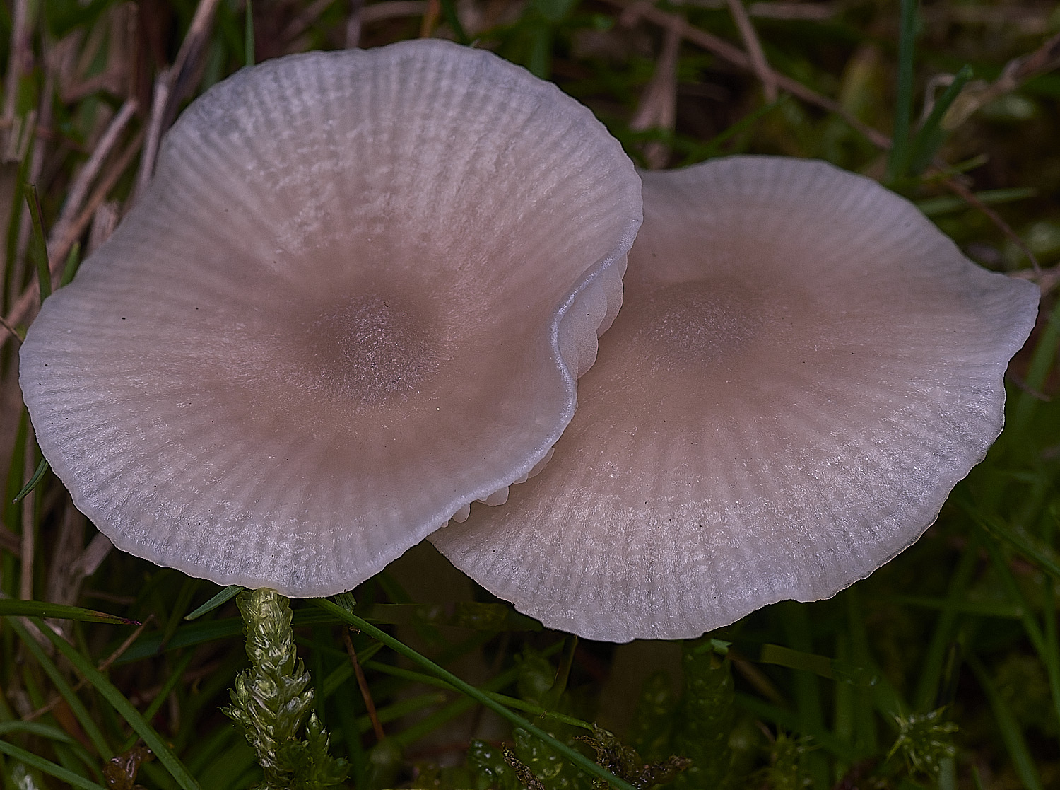 AbelHeathWhite121125-1