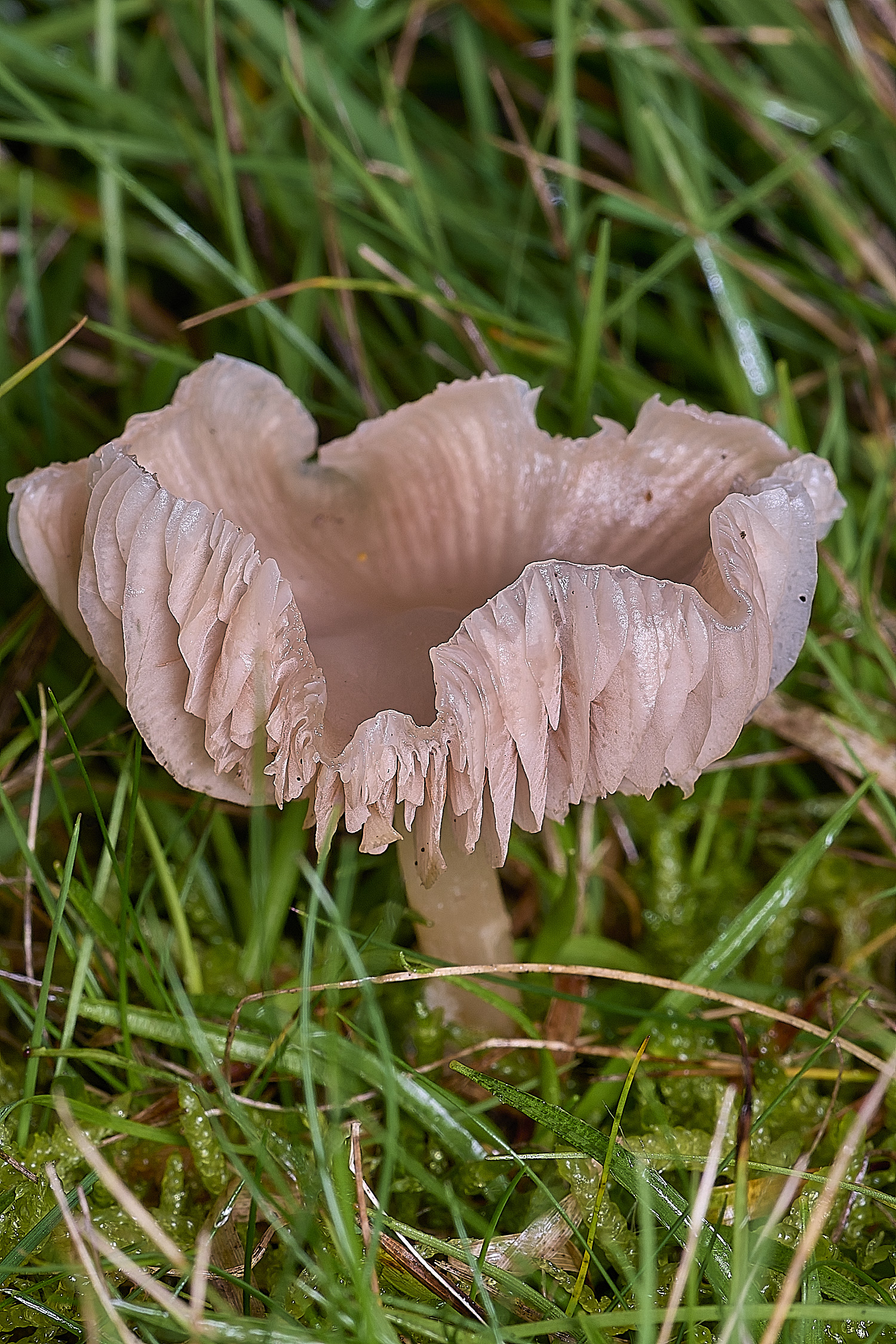 AbelHeathWhite121125-3