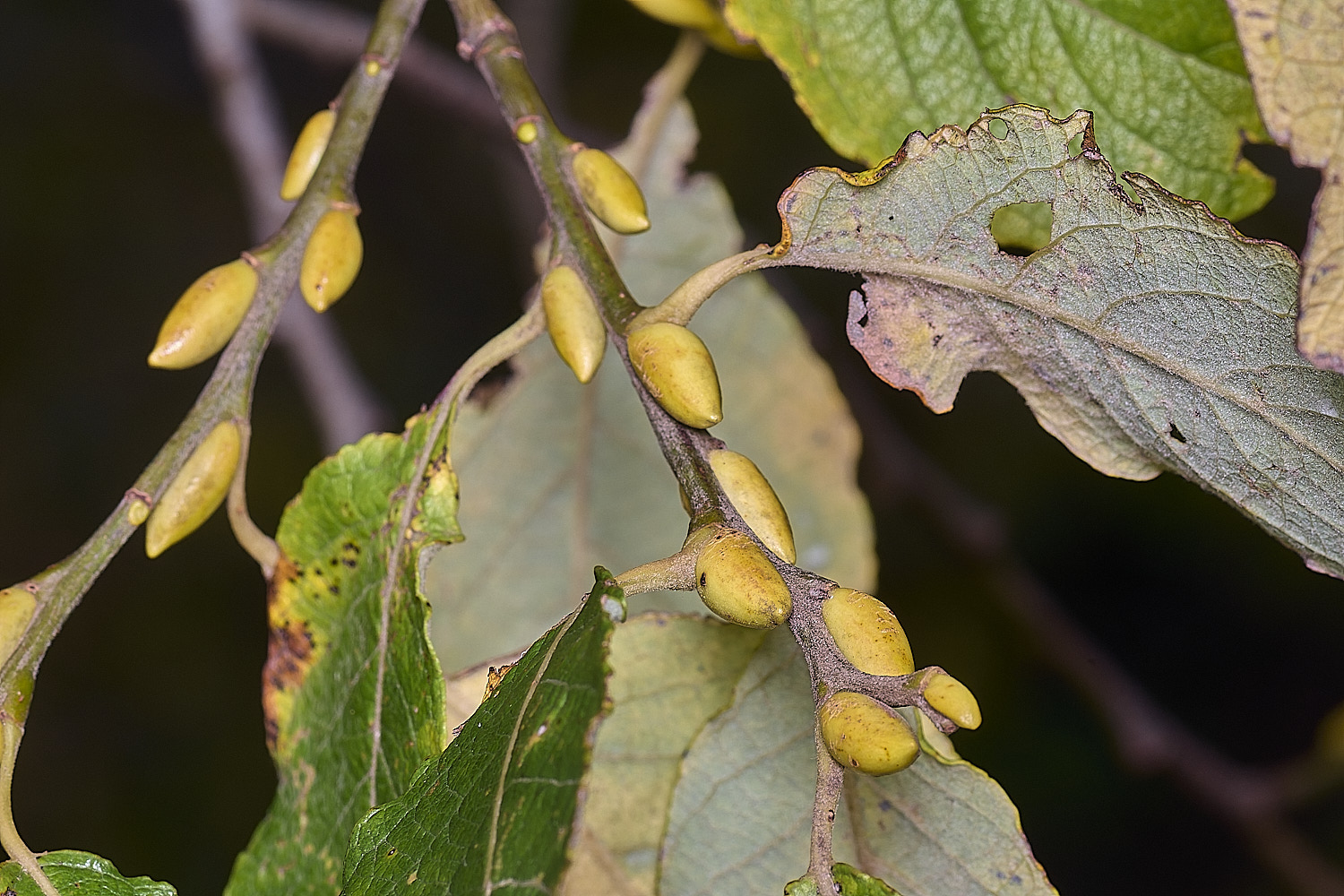 AbelHeathWillow121125-2