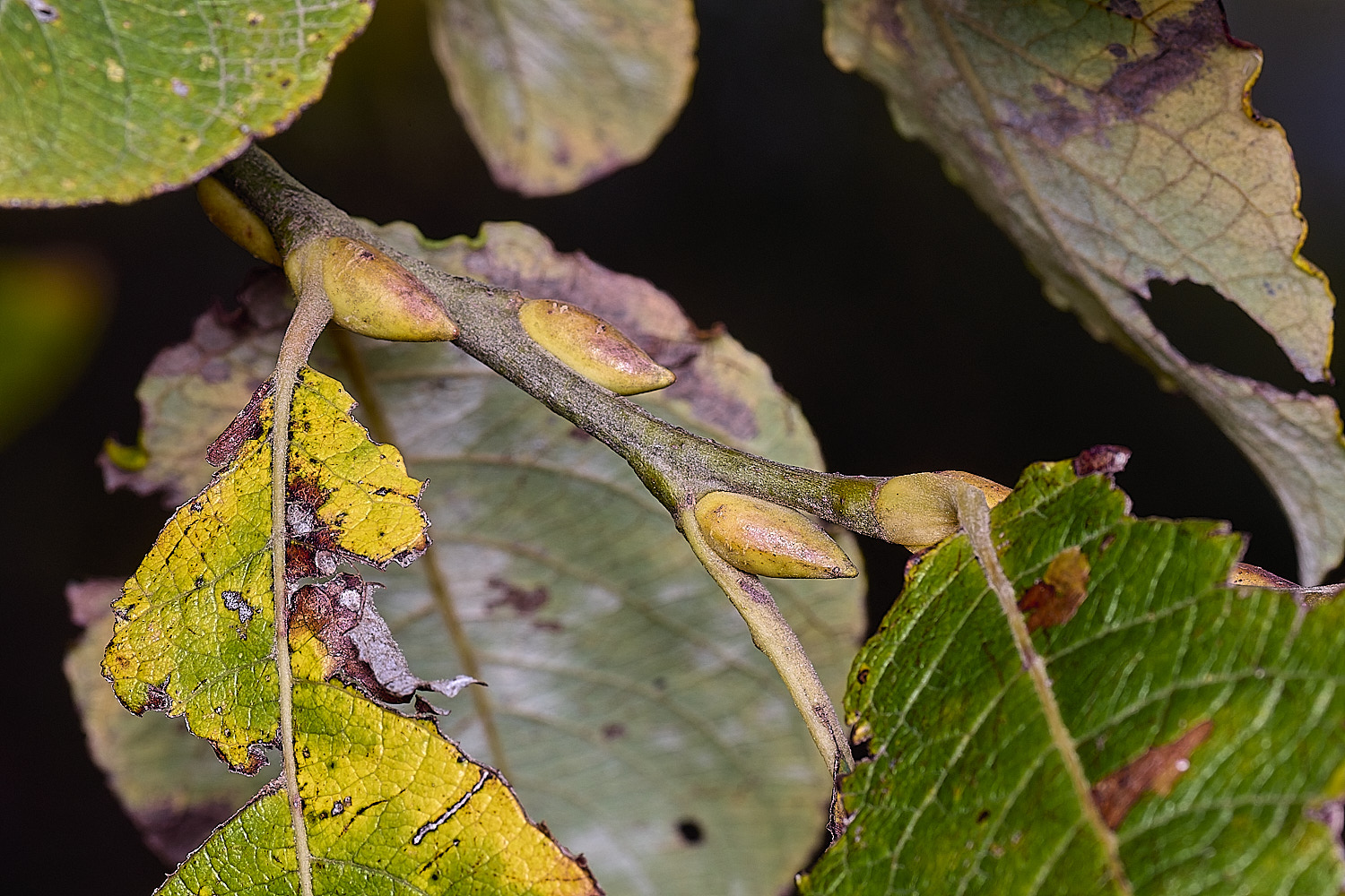 AbelHeathWillow121125-3