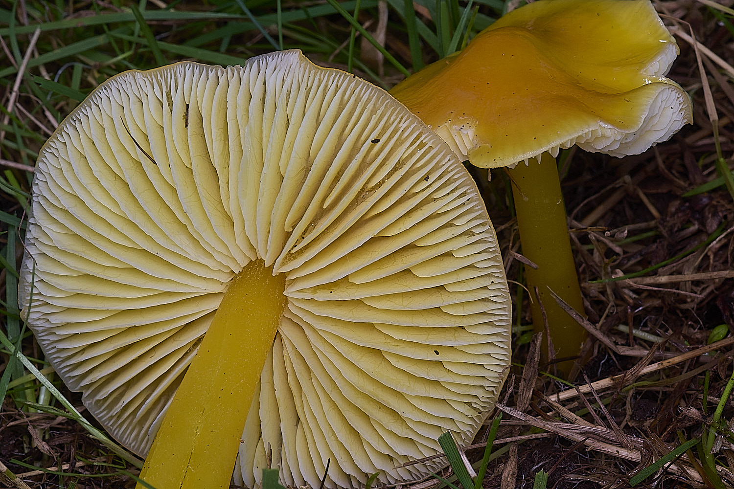 AbelHeathYellowWaxcap121125-2
