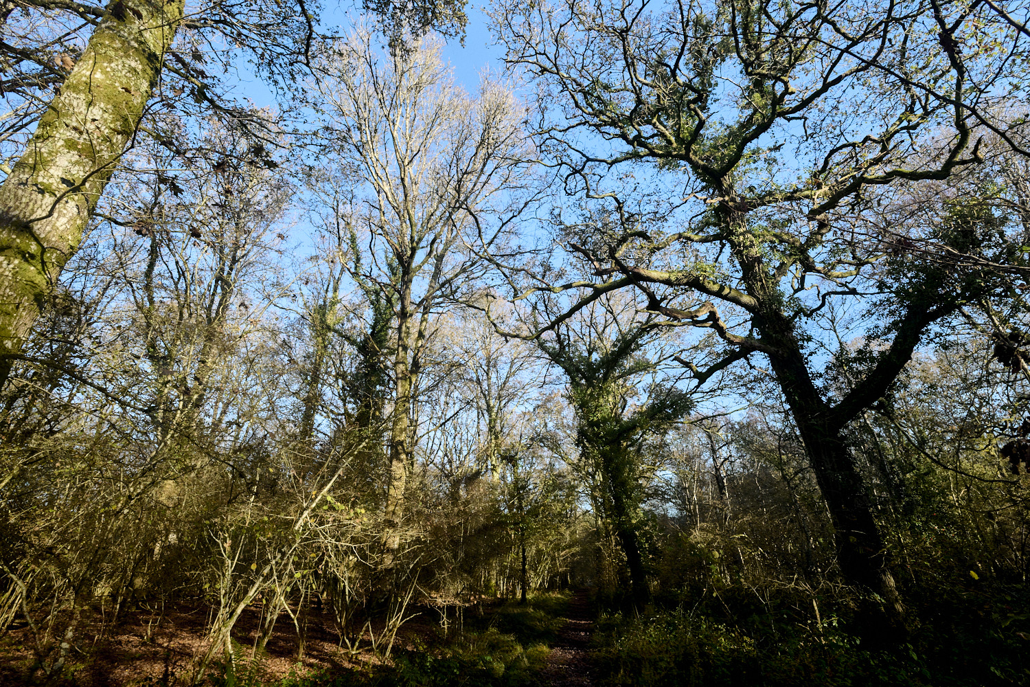 BlackmoorCopse241125-2