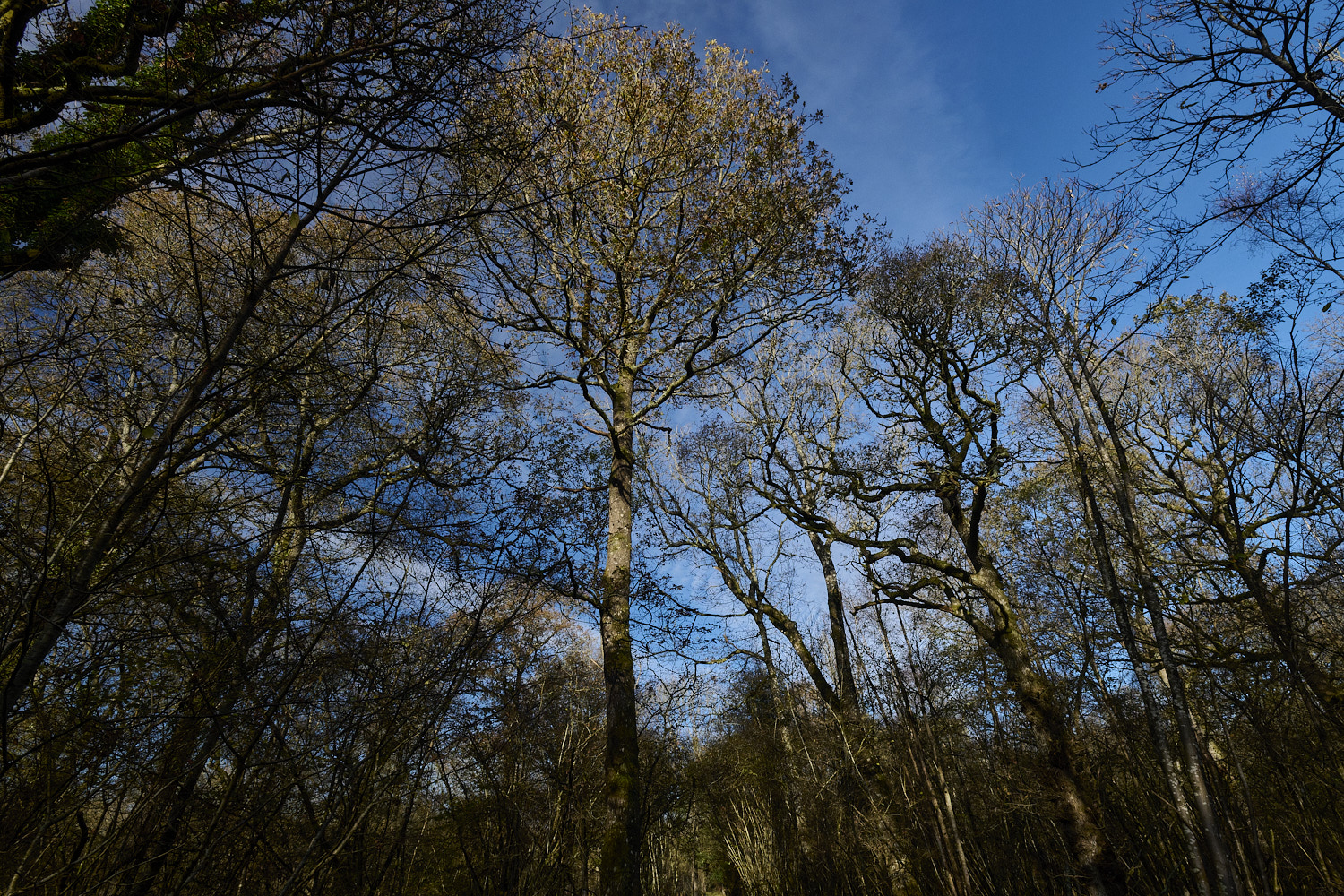 BlackmoorCopse241125-4