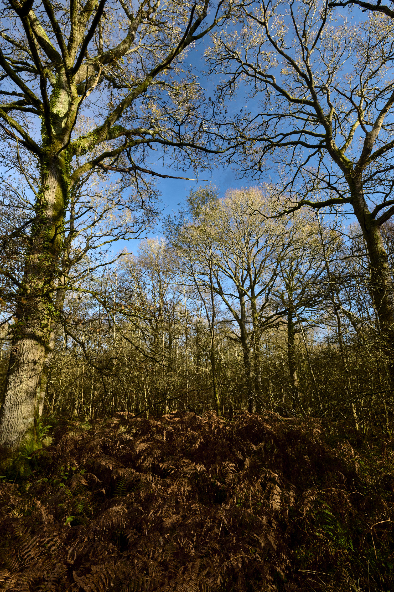 BlackmoorCopse241125-5