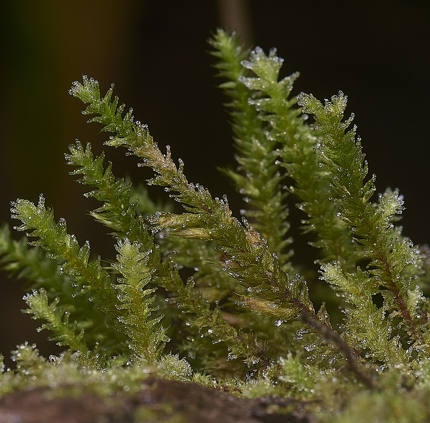 BlackmoorCopseCryphea251125-2