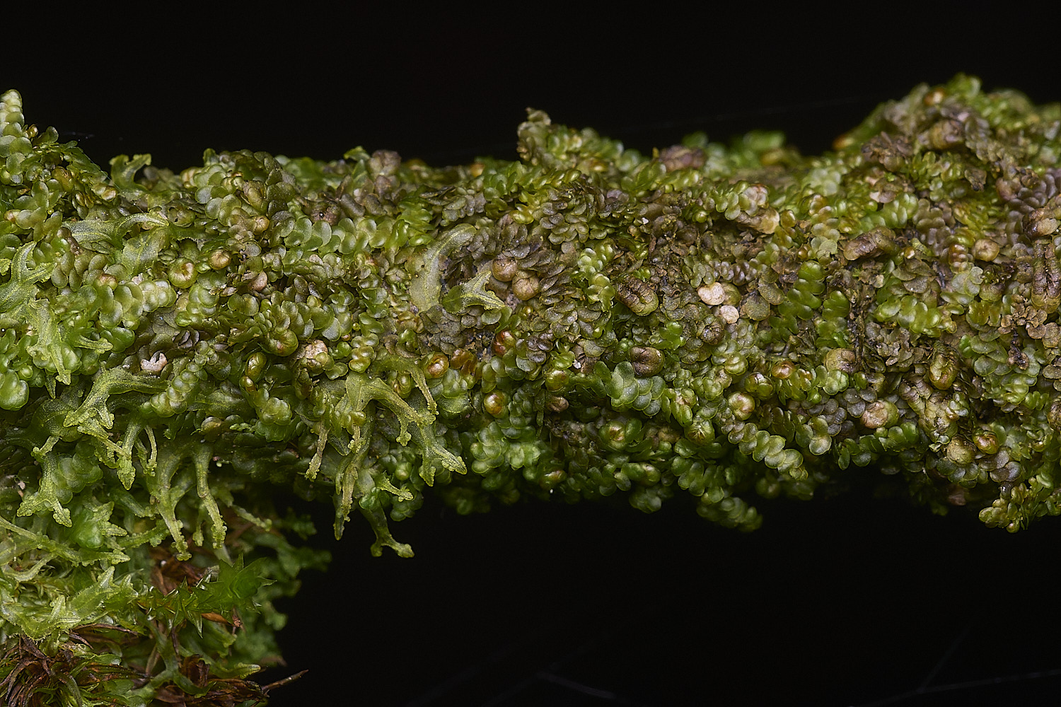 BlackmoorCopseFrullenia251125-2