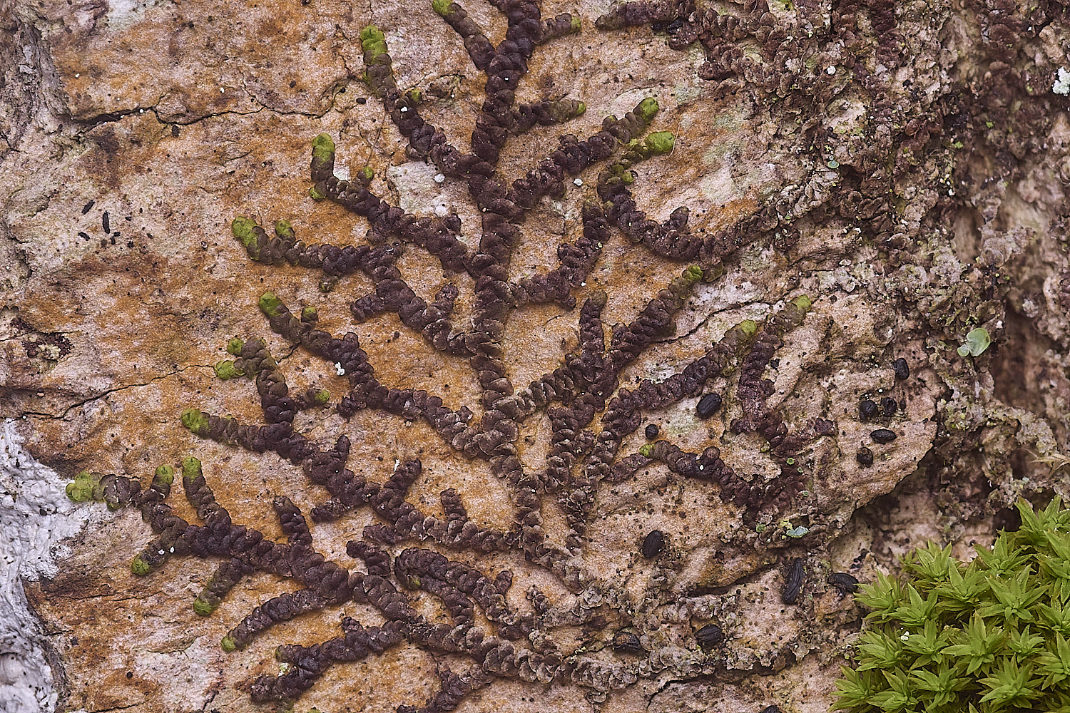 BlackmoorCopseFrullenia251125-3