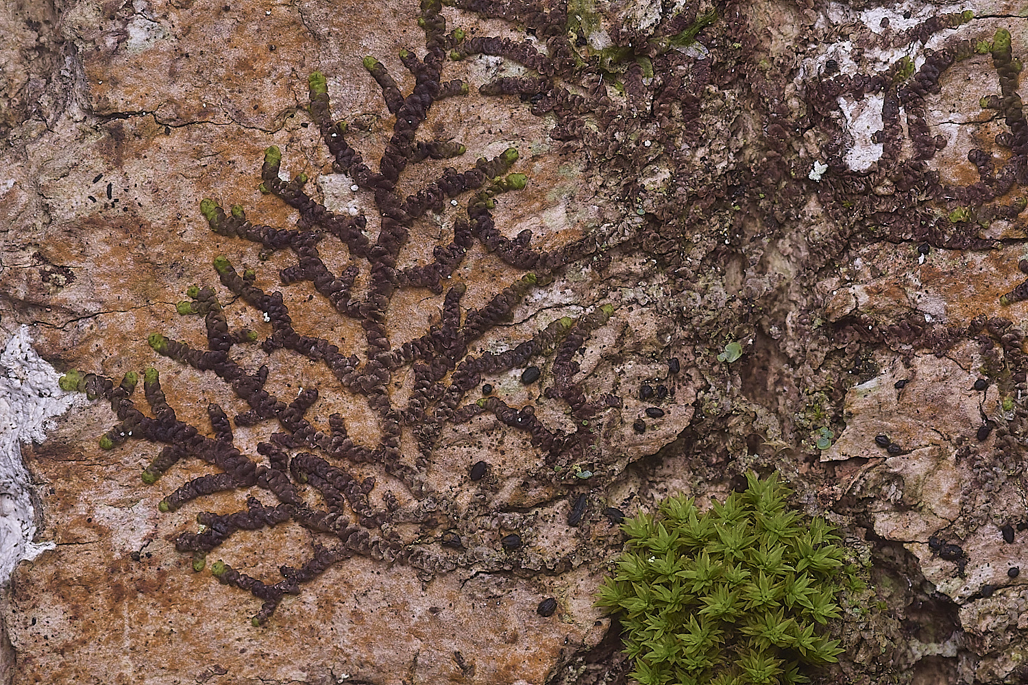 BlackmoorCopseFrullenia251125-4