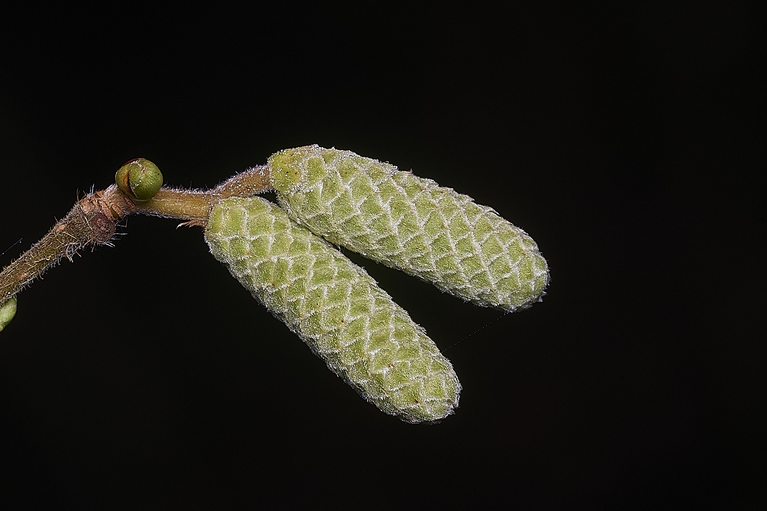 BlackmoorCopseHazel251125-1