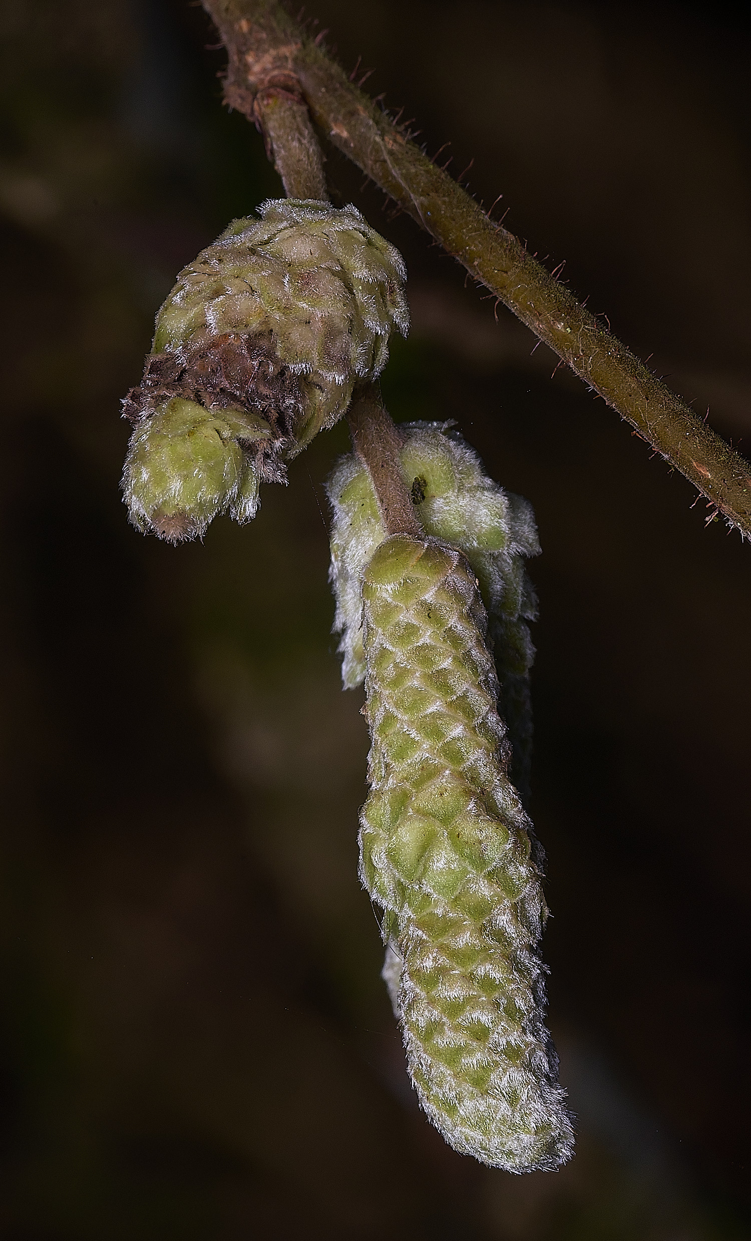 BlackmoorCopseHazel251125-2