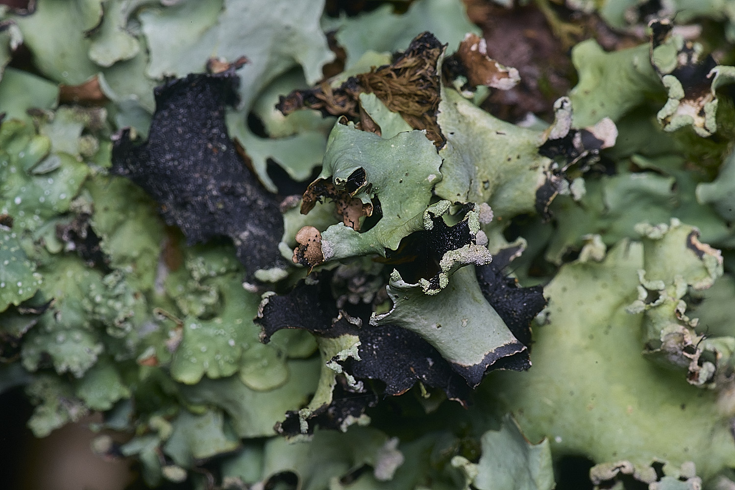 BlackmoorCopseLichen1251125-2