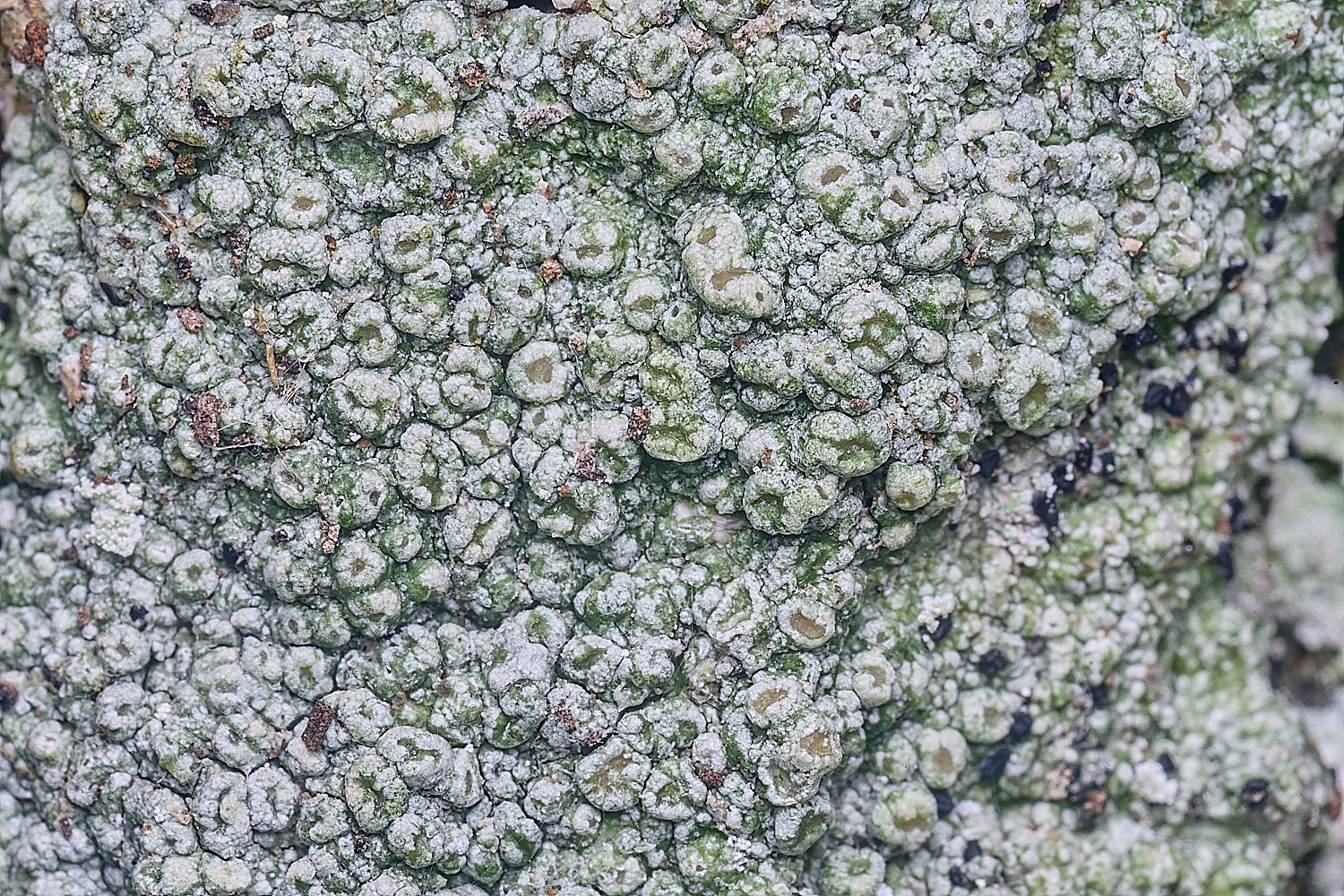 BlackmoorCopsePertussaria251125-3