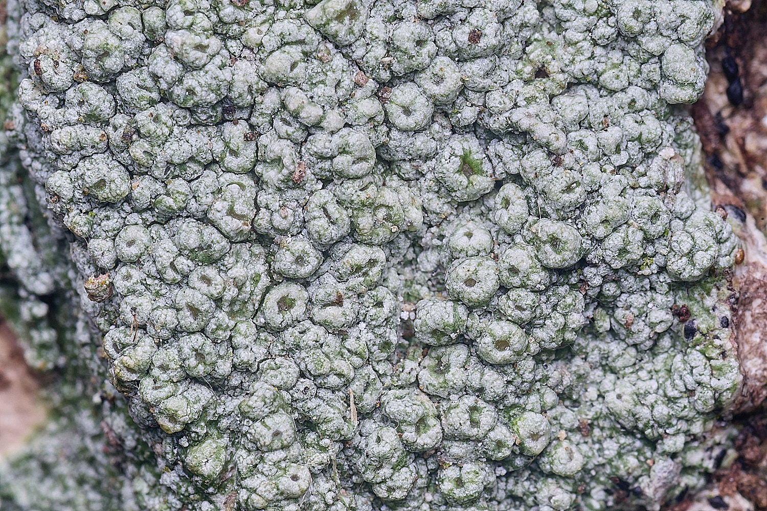 BlackmoorCopsePertussaria251125-4