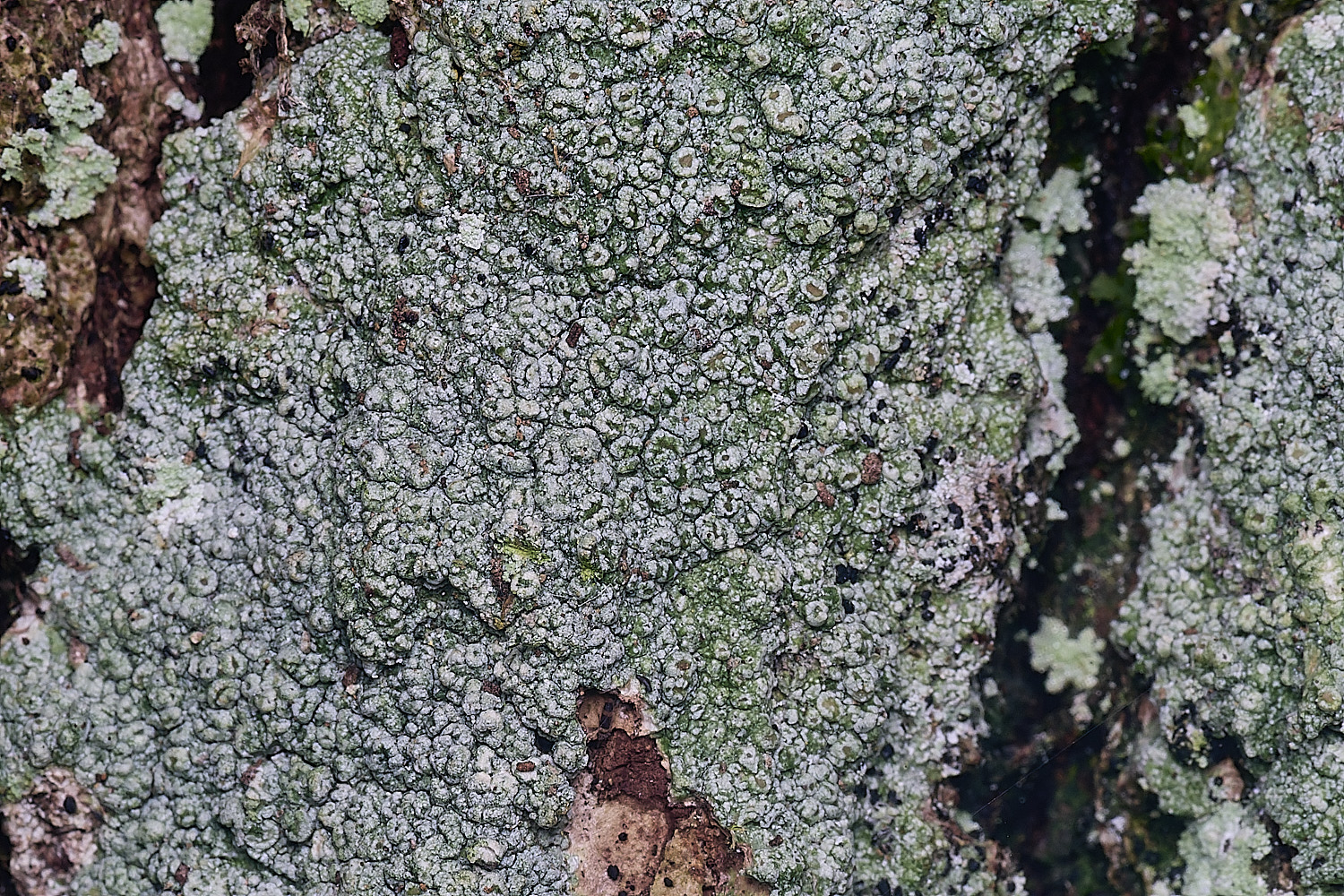 BlackmoorCopsePertussaria251125-5