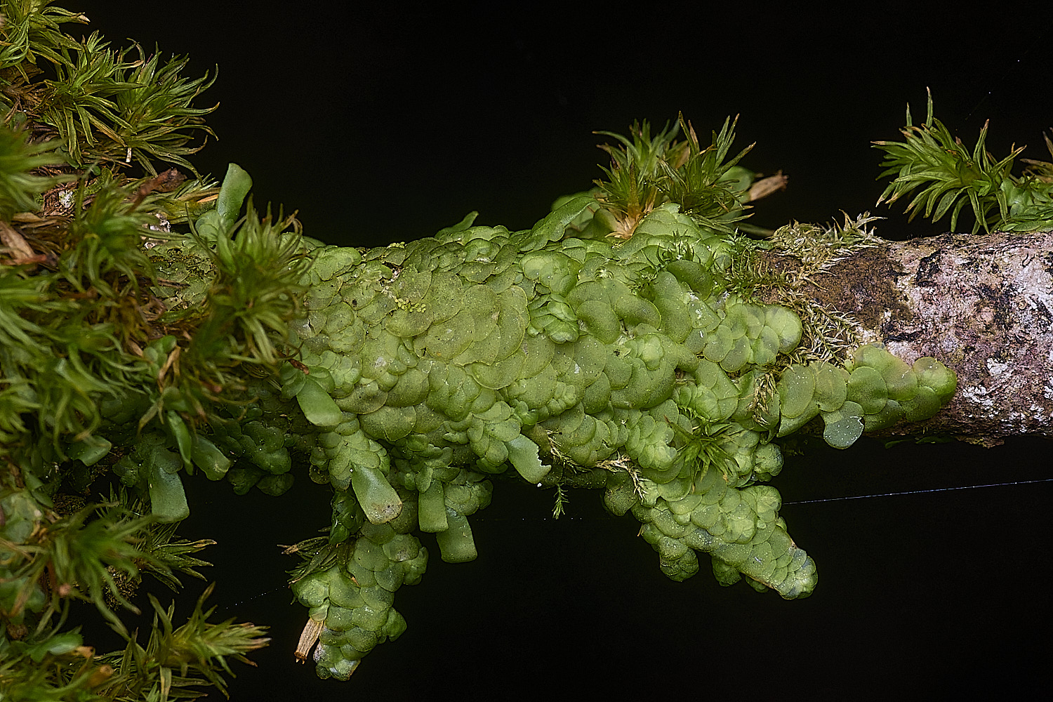 BlackmoorCopseRcomplanata251125-1