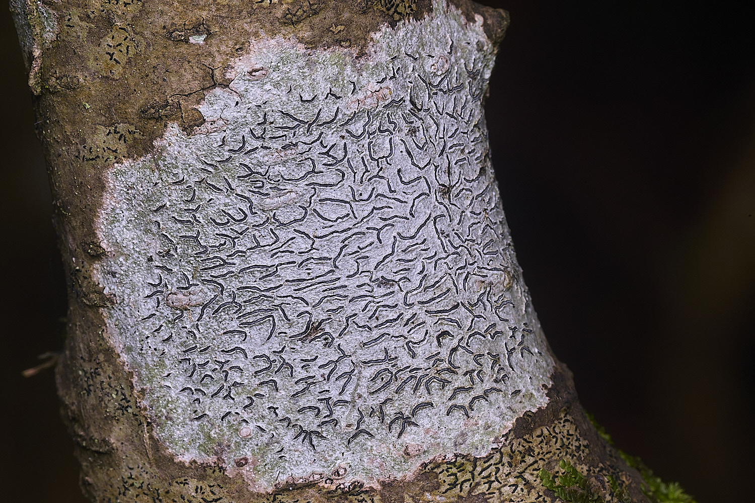 BlackmoorCopseScriptLichen251125-1