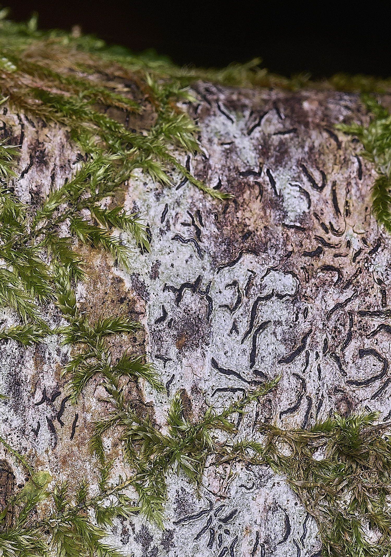 BlackmoorCopseScriptLichen251125-2