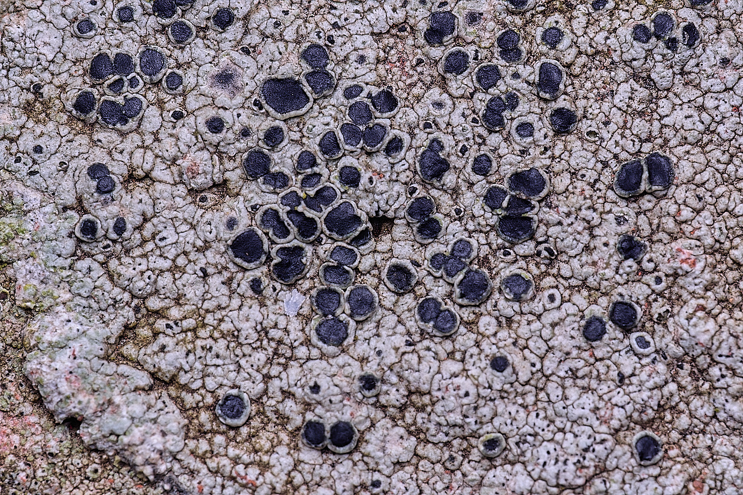 BlakeneyLichen1081125-2