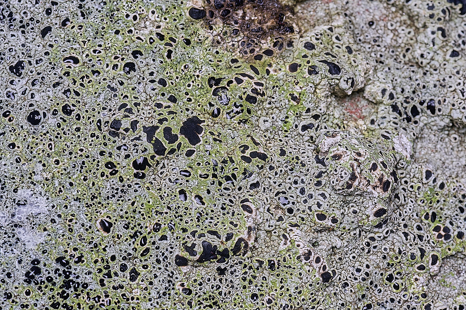 BlakeneyLichen5081125-2