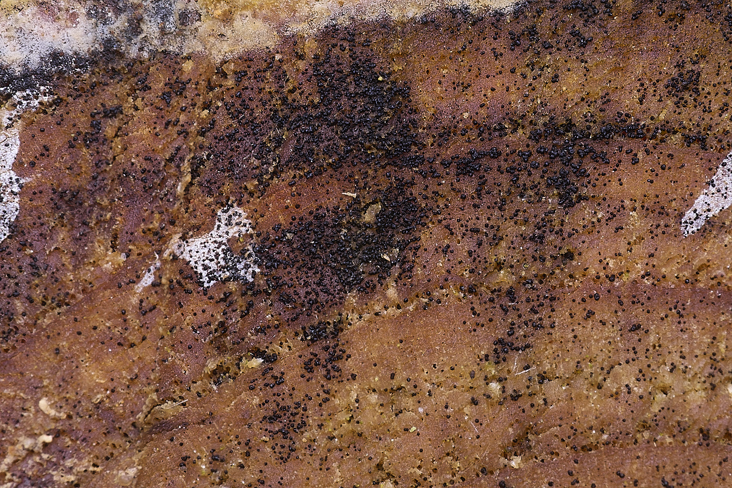 CawstonHeathBlackballs311225-1