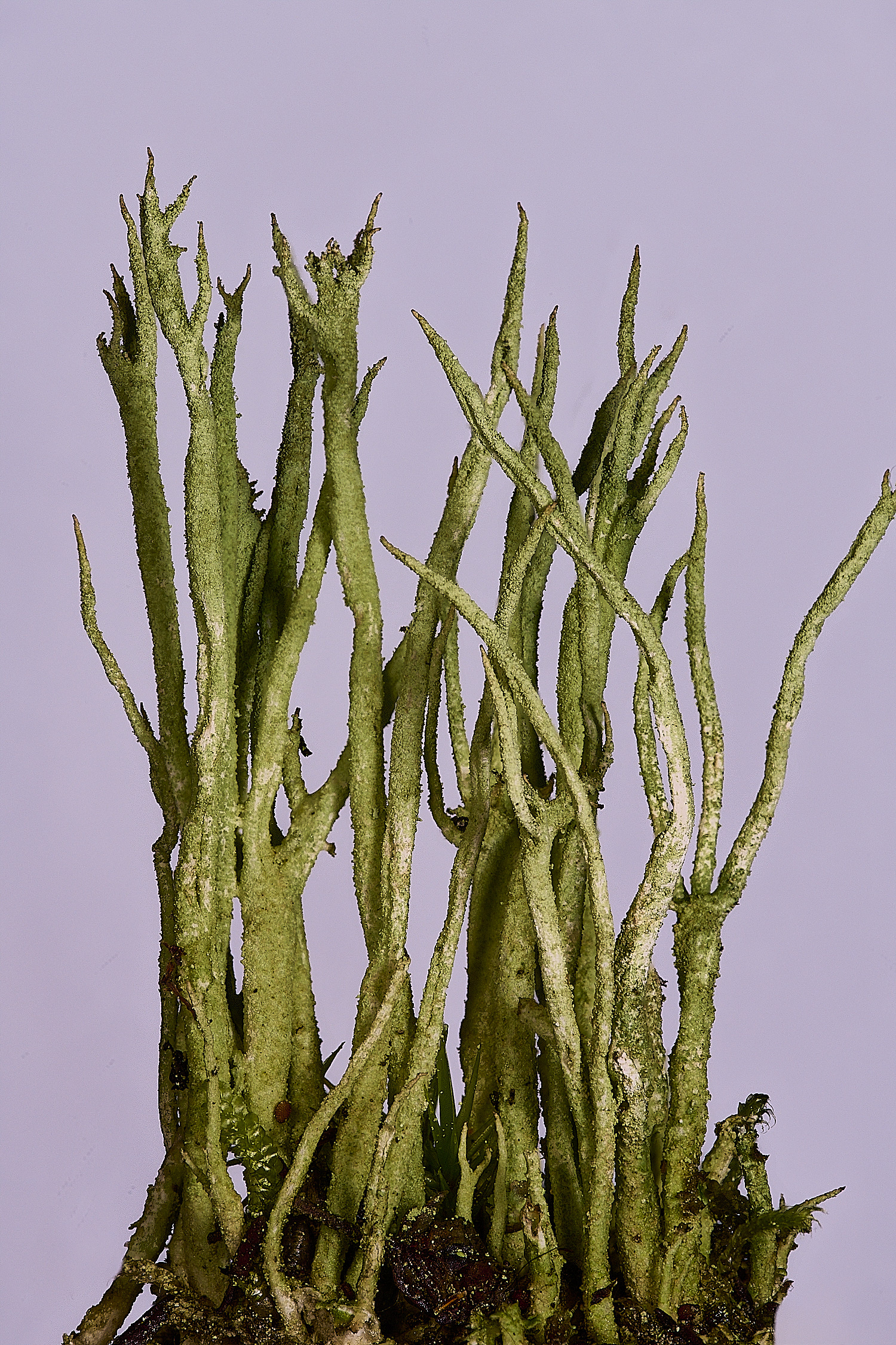 CawstonHeathCglauca301225-2 1