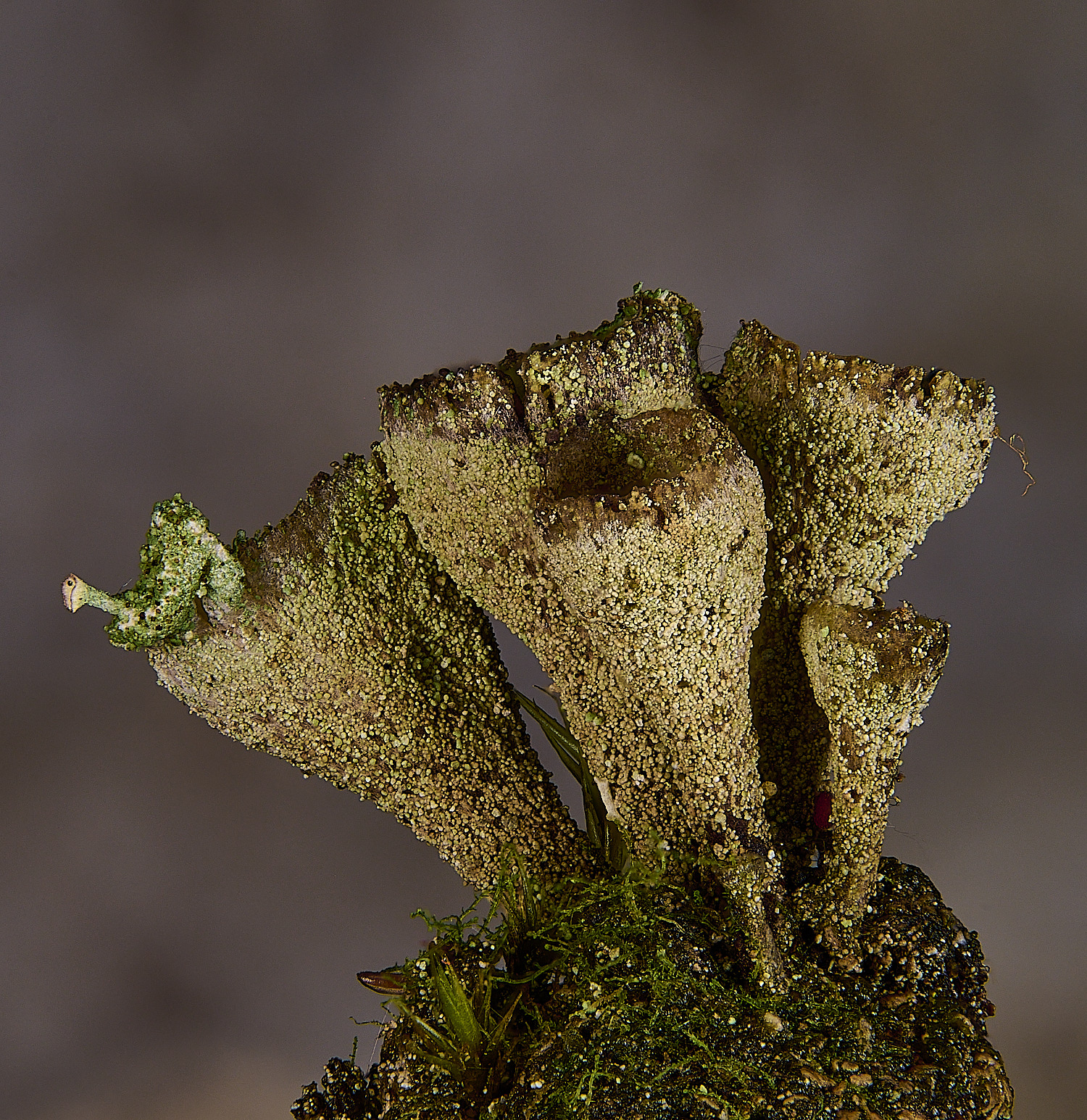 CawstonHeathCgrayii301225-1