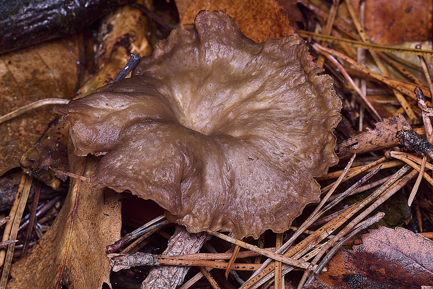 CawstonHeathChanterell311225-1