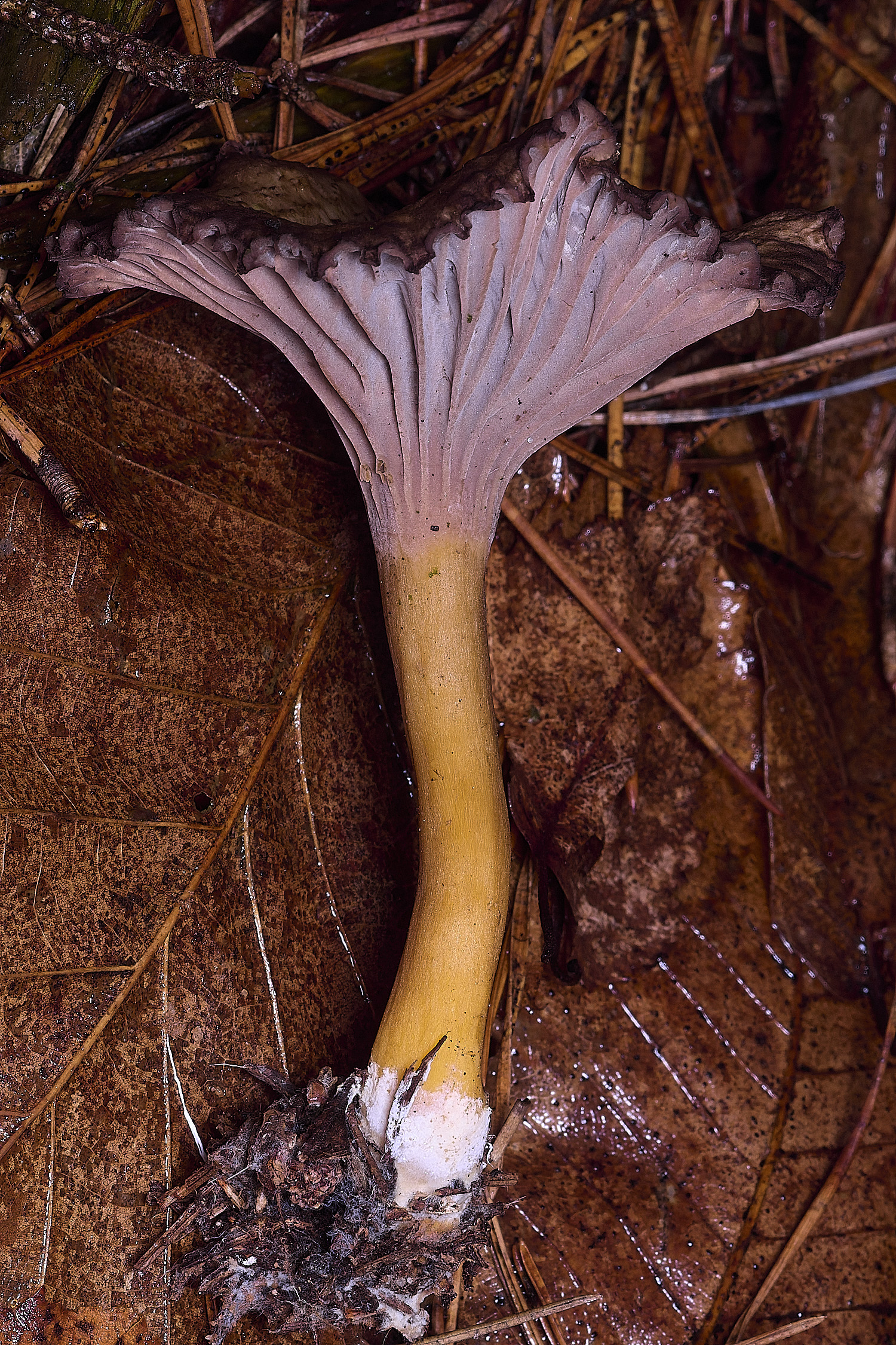 CawstonHeathChanterell311225-2