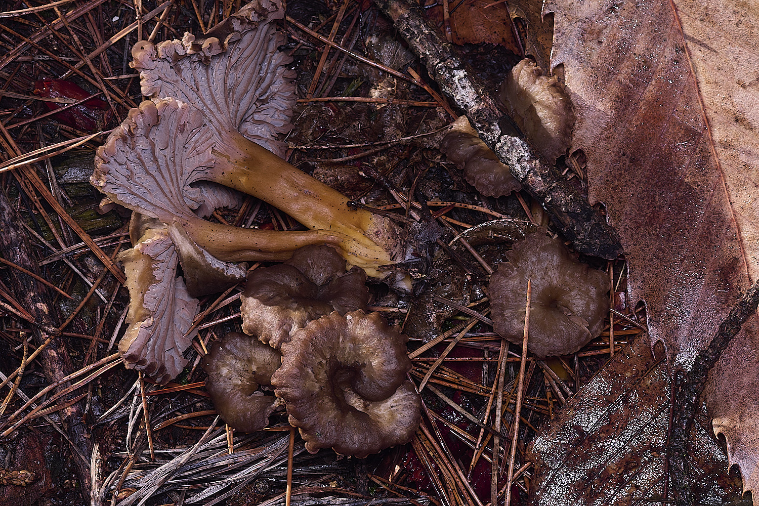 CawstonHeathChanterell311225-4