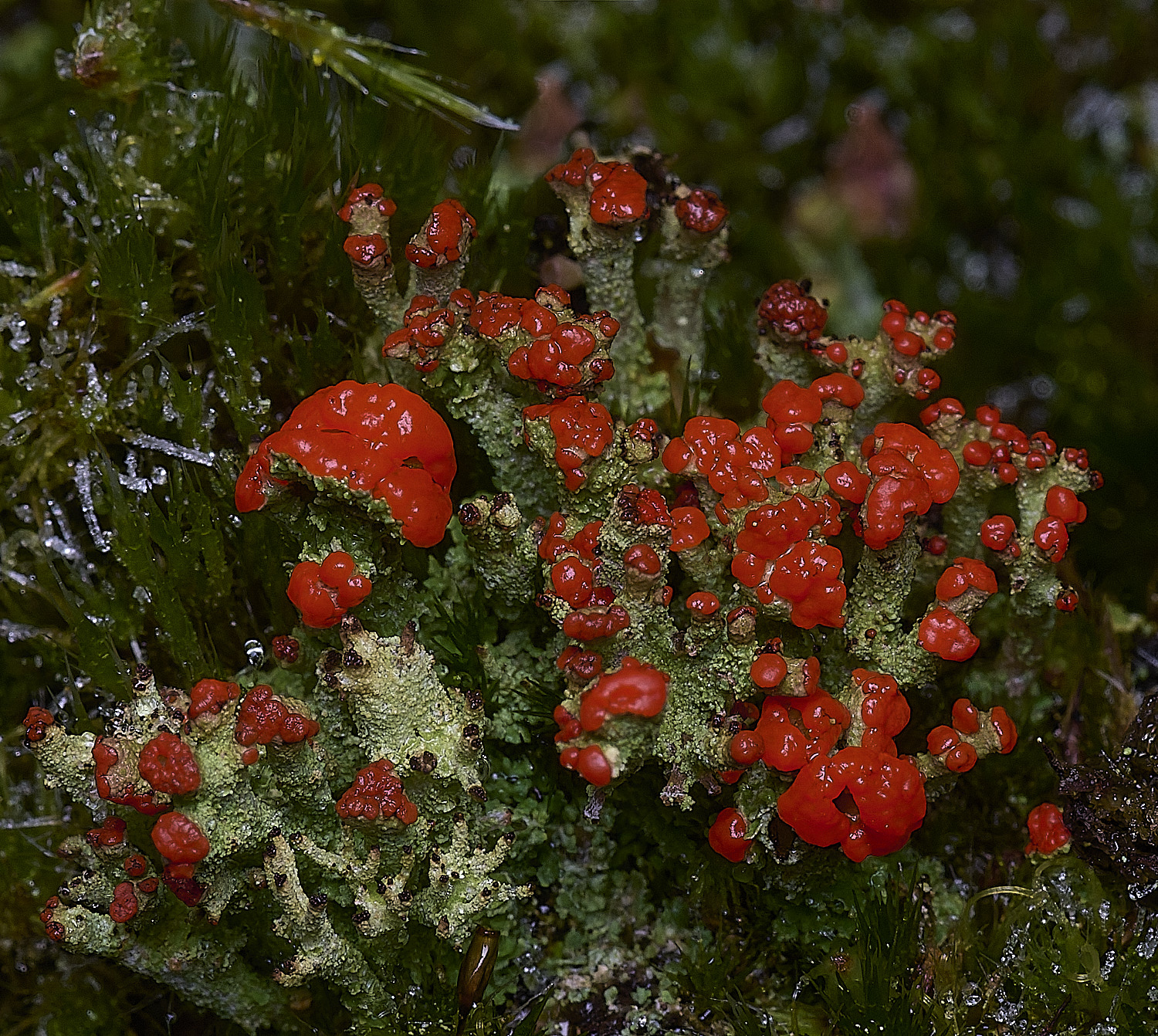 CawstonHeathCladonia311225-3