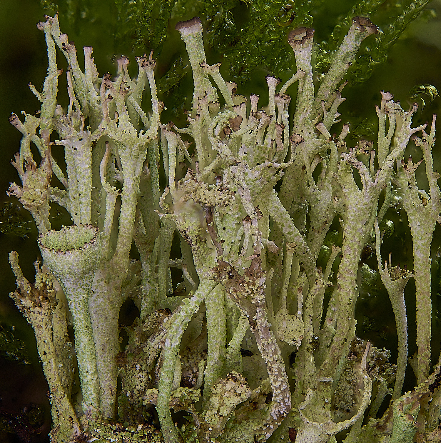 CawstonHeathCladoniaCrowns301225-1 1