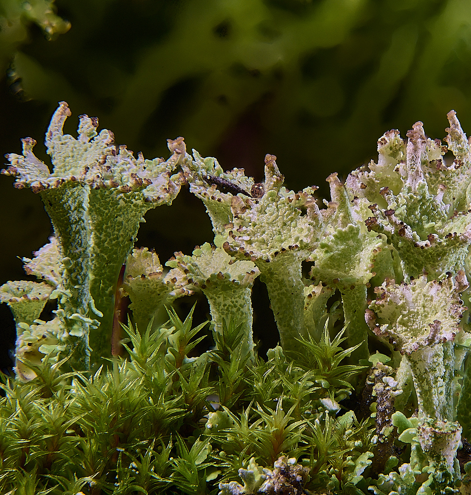 CawstonHeathCladoniaGreen301225-1 1