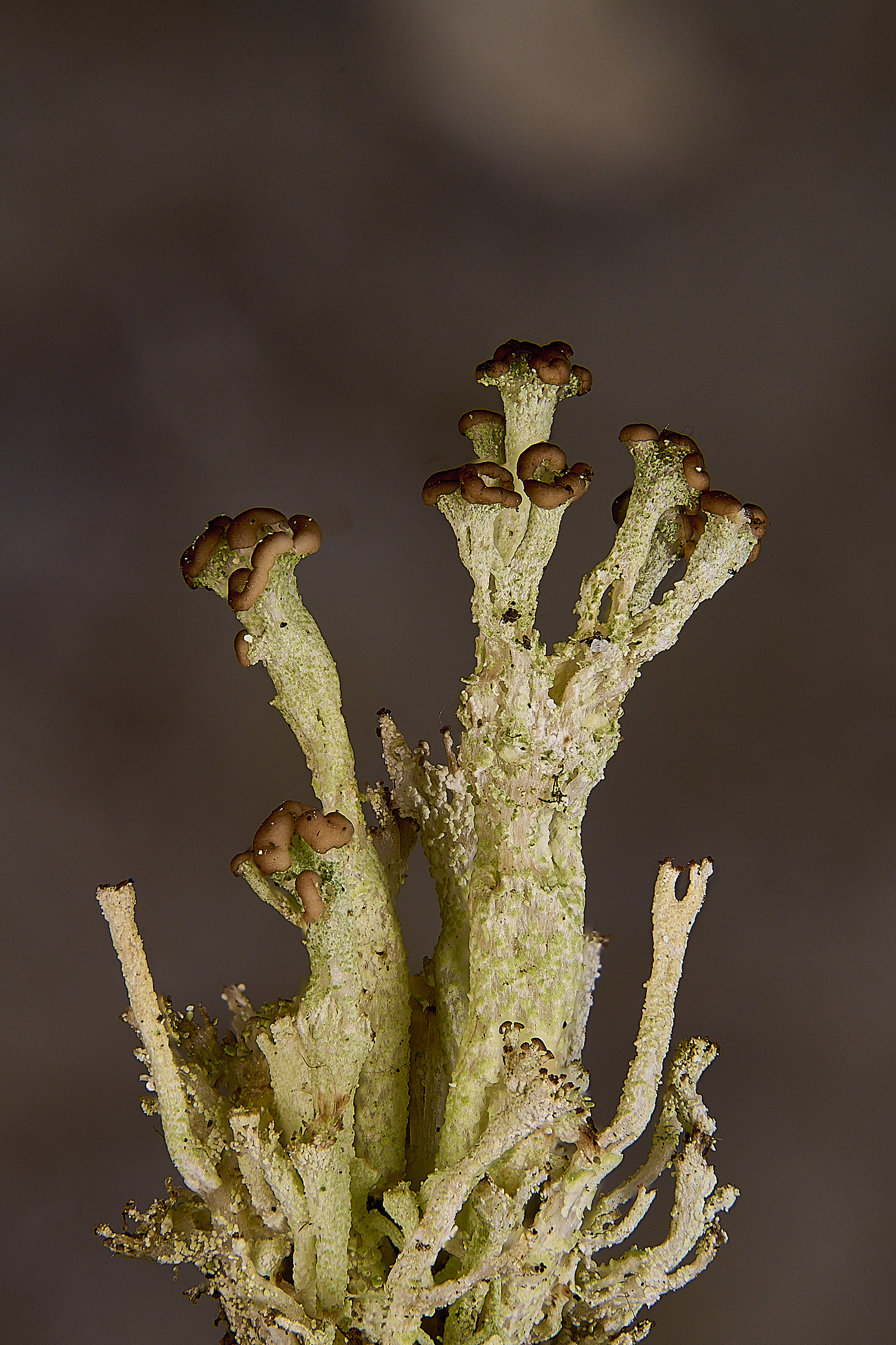 CawstonHeathCramulosa301225-4