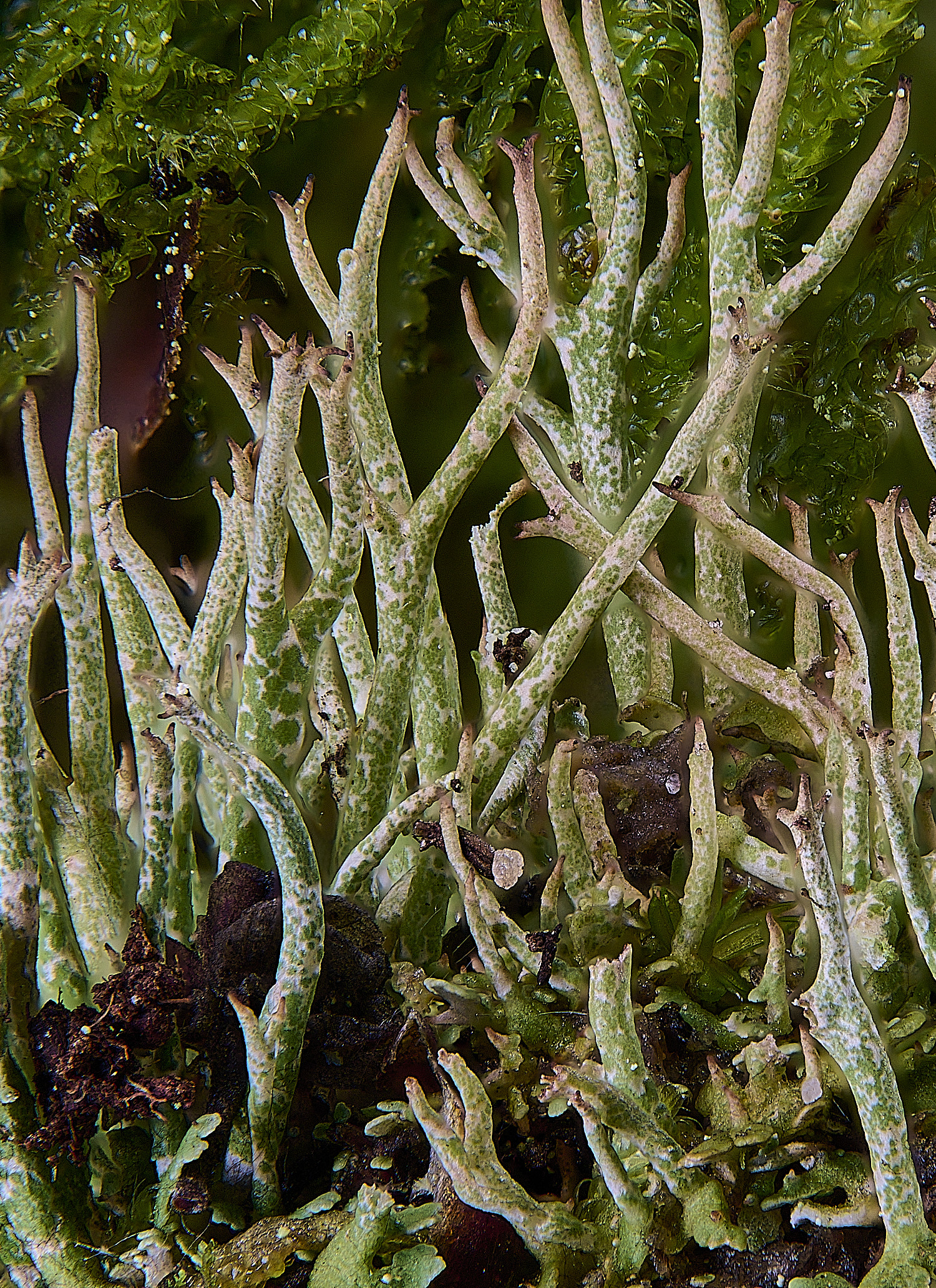 CawstonHeathCrangiformis301225-1 1