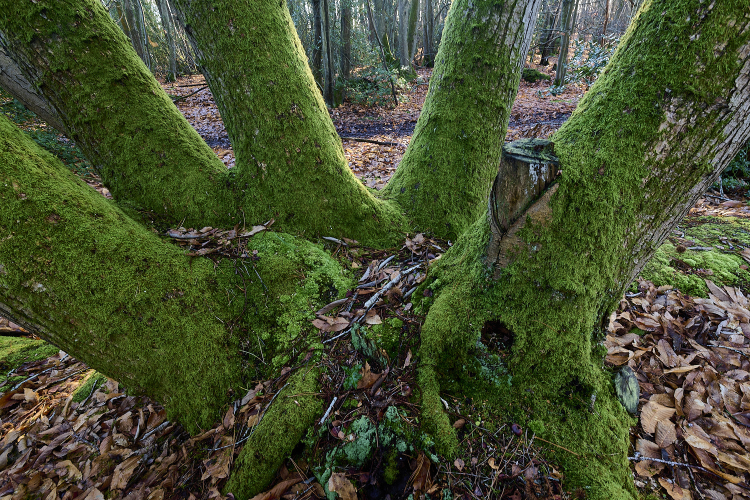 CawstonHeathCsativa311225-