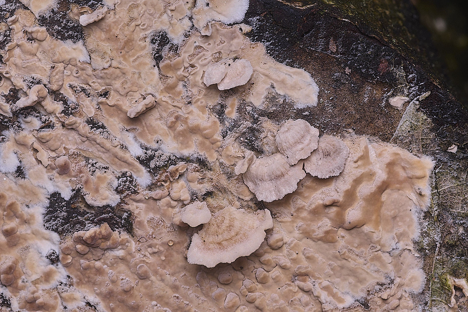 CawstonHeathFungus1311225-1