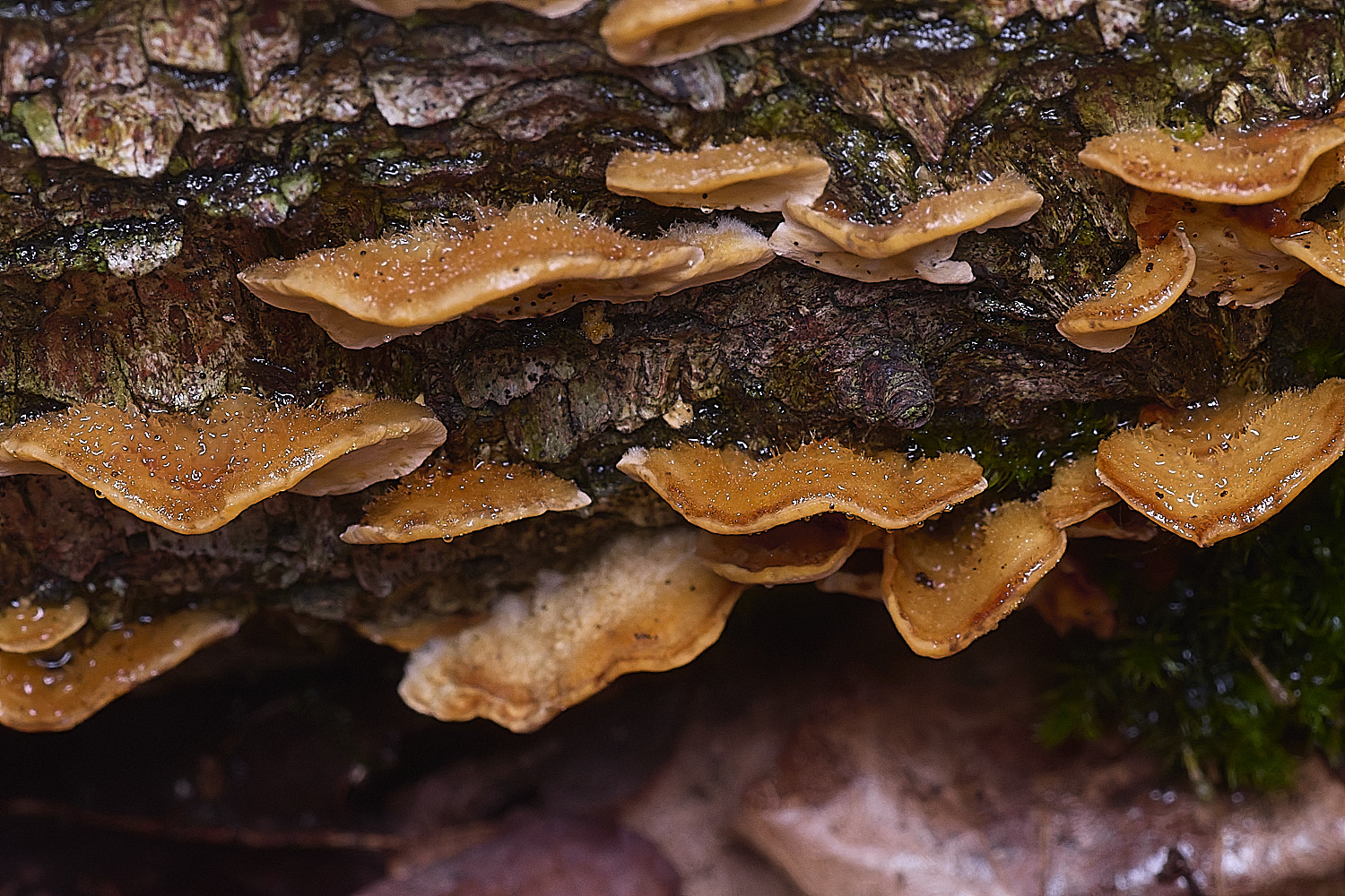 CawstonHeathHairyCurtainCrust311225-1